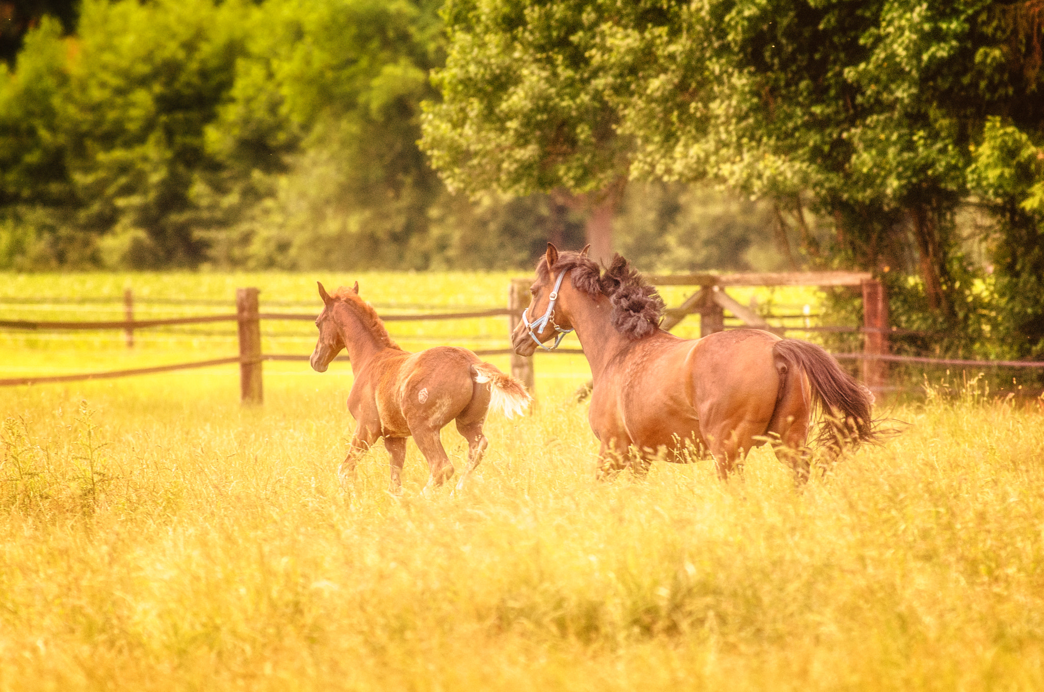 Pentax smc DA* 300mm F4.0 ED (IF) SDM sample photo. Foal with mare photography