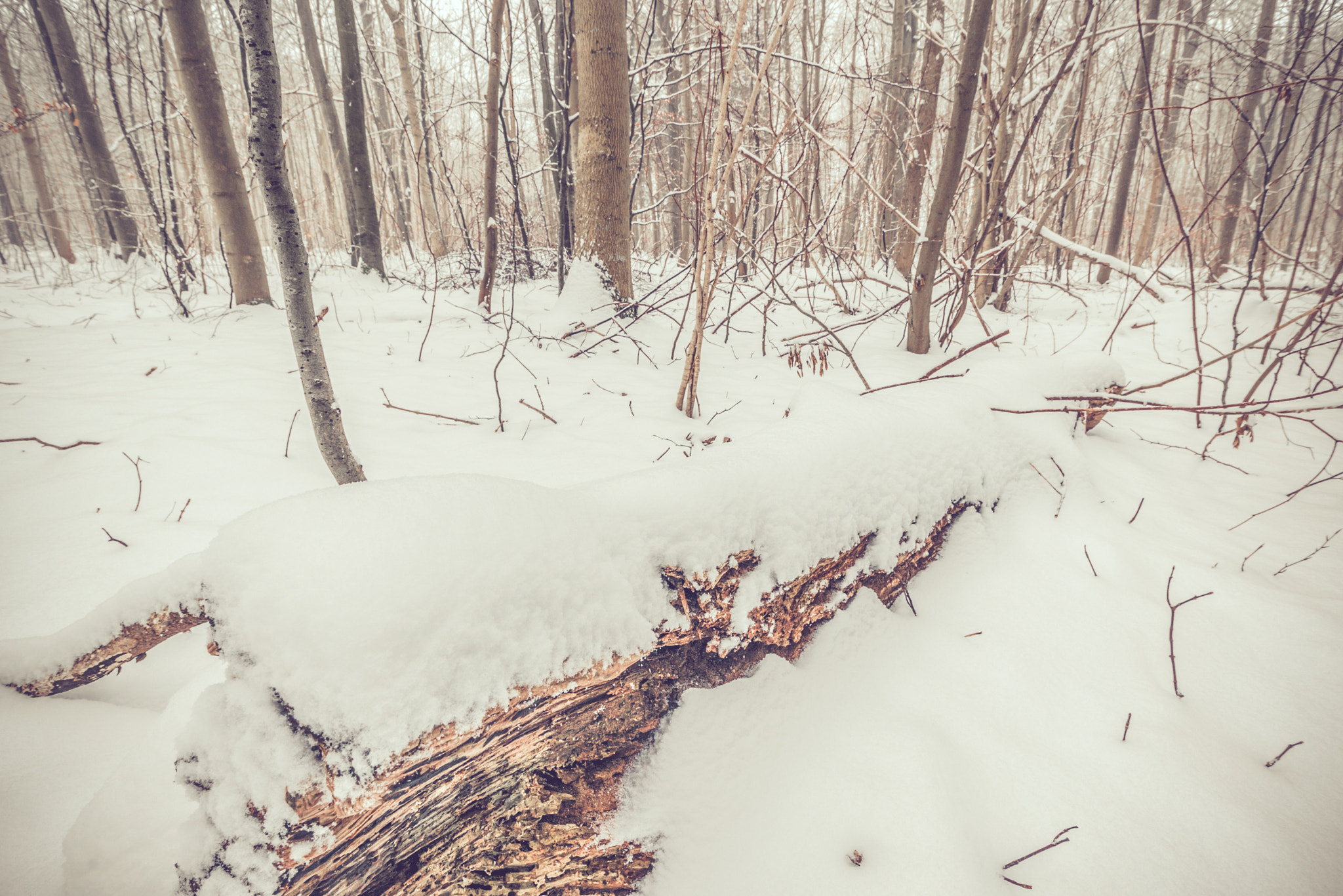 Sony a7R + Sony Vario-Sonnar T* 16-35mm F2.8 ZA SSM sample photo. Winter in the woods in january photography