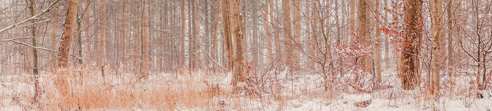 Sony a7R + Minolta AF 50mm F1.4 [New] sample photo. Forest at wintertime in denmark photography