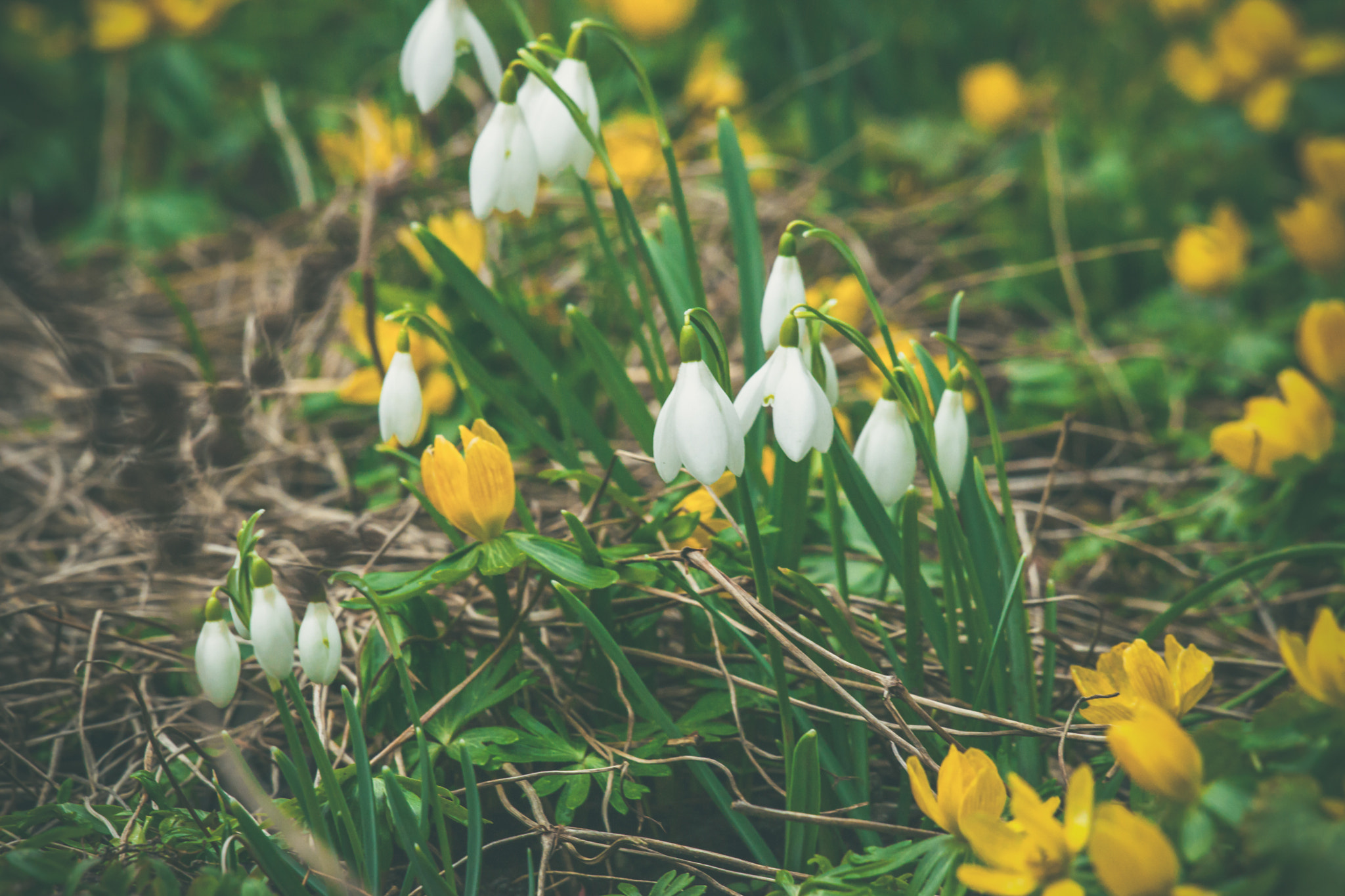 Sony 70-400mm F4-5.6 G SSM II sample photo. Springtime flora in a garden photography
