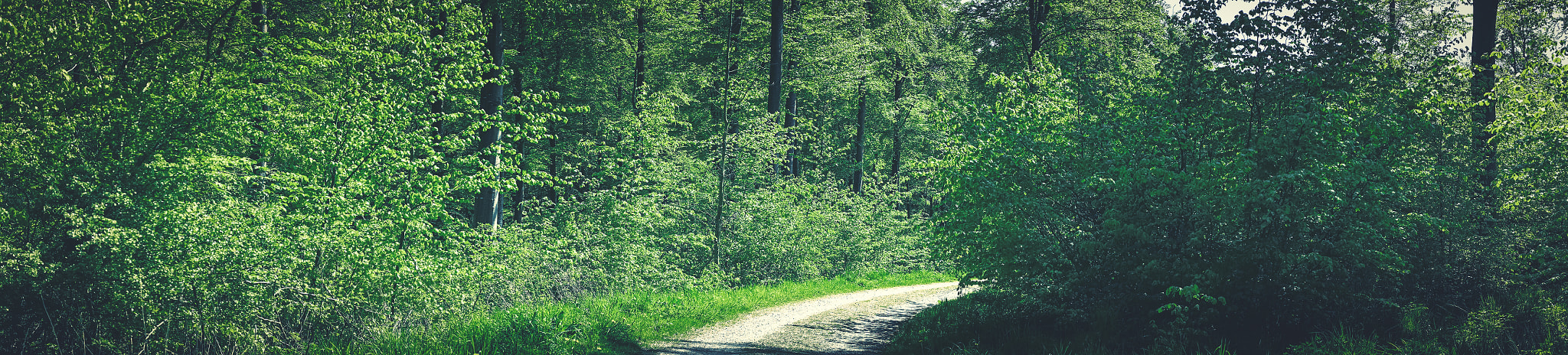 Sony a7R + Minolta AF 50mm F1.4 [New] sample photo. Green environment in a forest photography