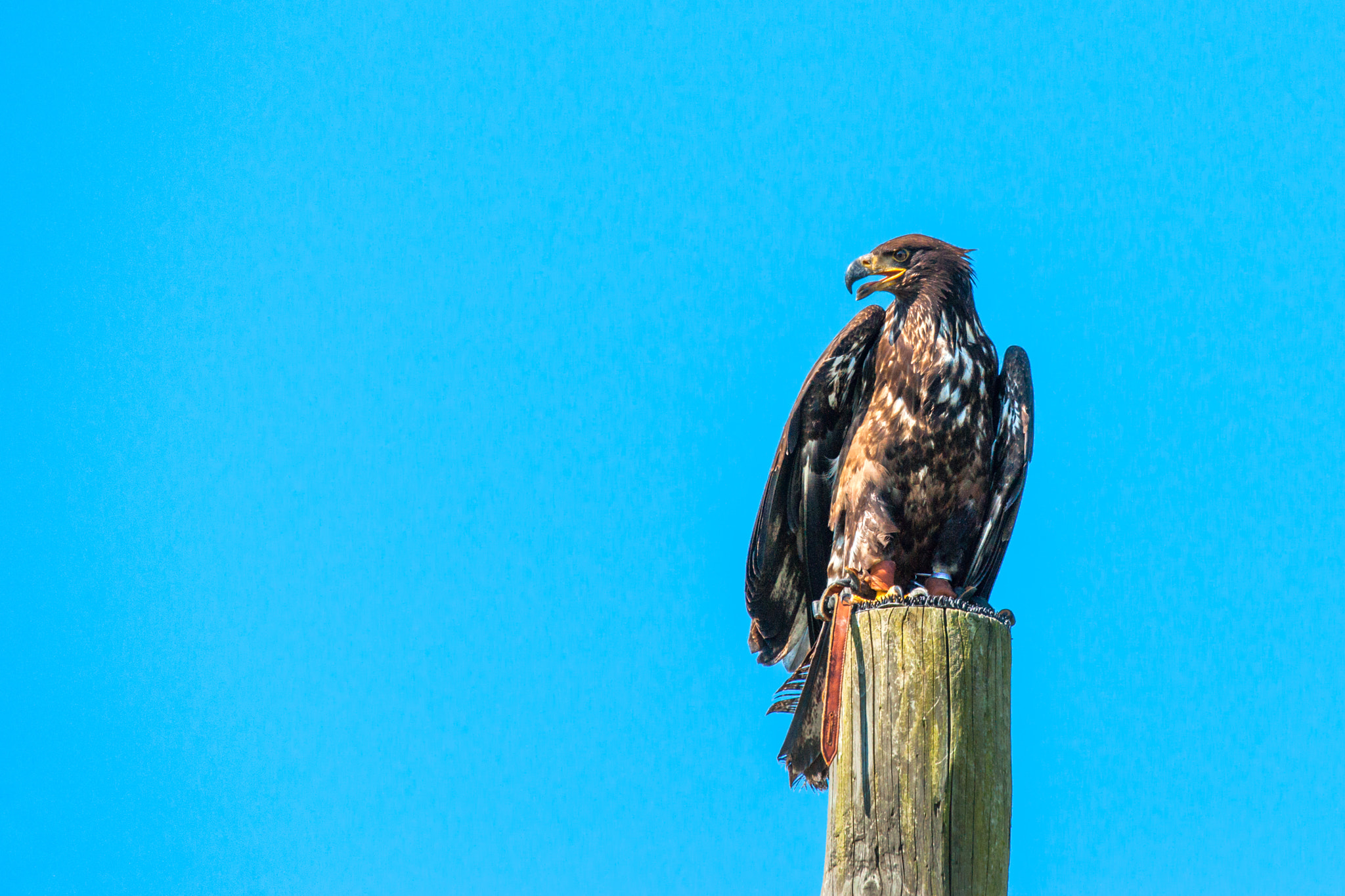 Sony 70-400mm F4-5.6 G SSM II sample photo. Haliaeetus albicilla eagle sitiing on a wooden post photography