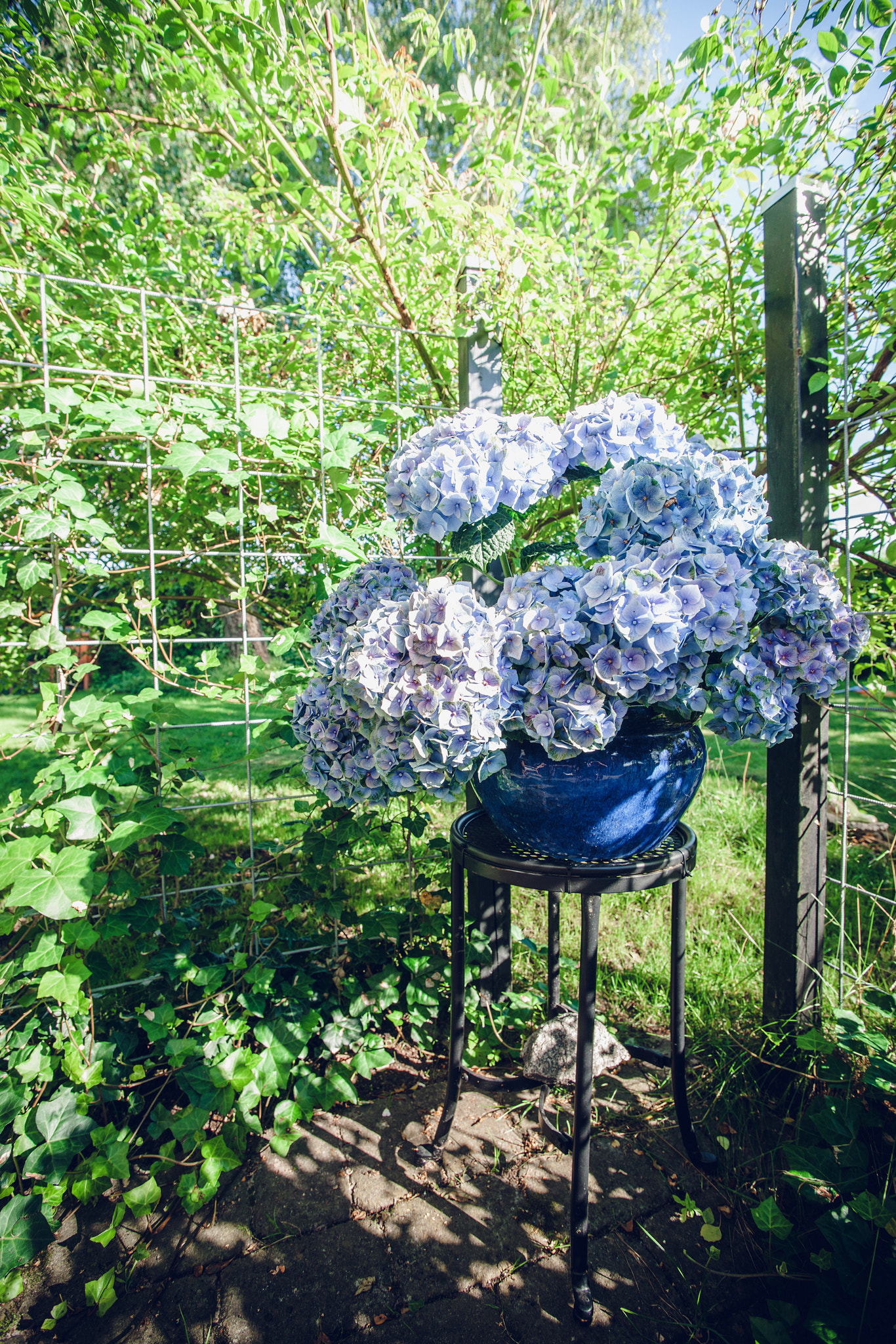 Sony Alpha DSLR-A900 + Sony Vario-Sonnar T* 16-35mm F2.8 ZA SSM sample photo. Hortensia flowers in a blue flowerpot photography