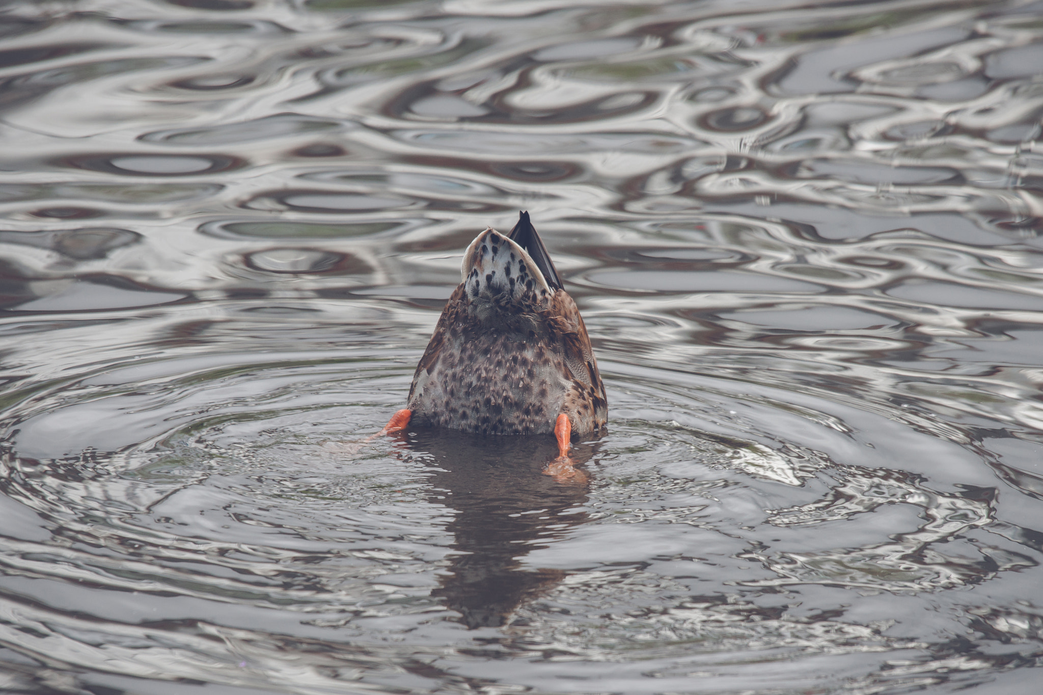 Sony 70-400mm F4-5.6 G SSM II sample photo. Duck looking for food in a lake photography