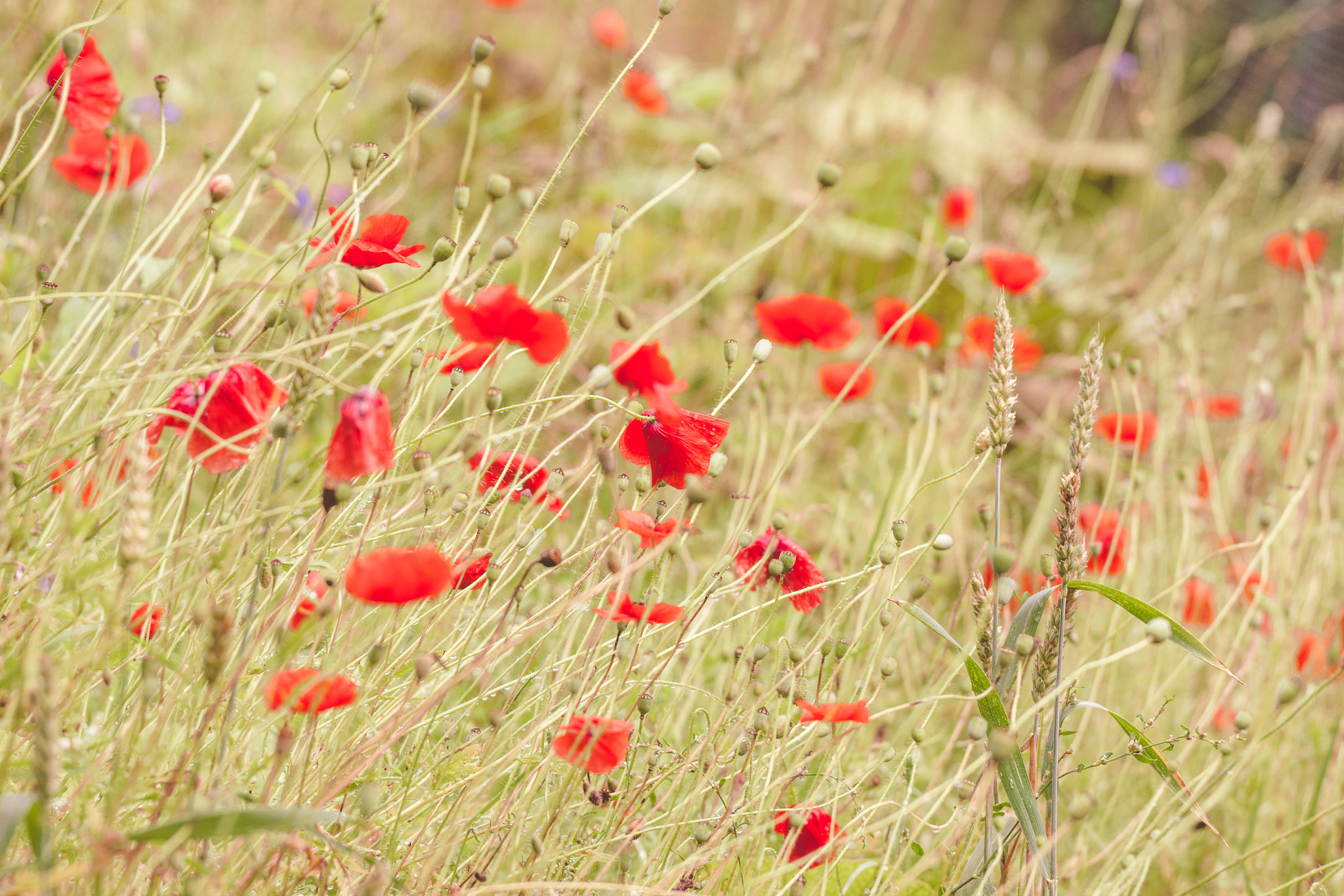Sony 70-400mm F4-5.6 G SSM II sample photo. Poppy flowers on a meadow photography