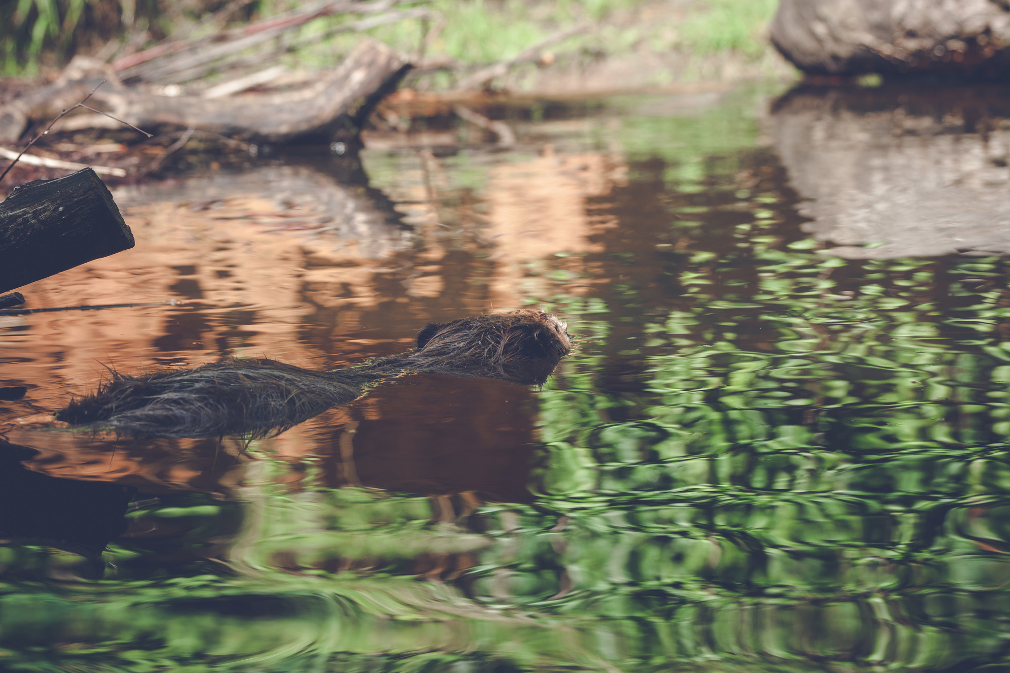 Sony 70-400mm F4-5.6 G SSM II sample photo. Beaver swimming in a lake photography