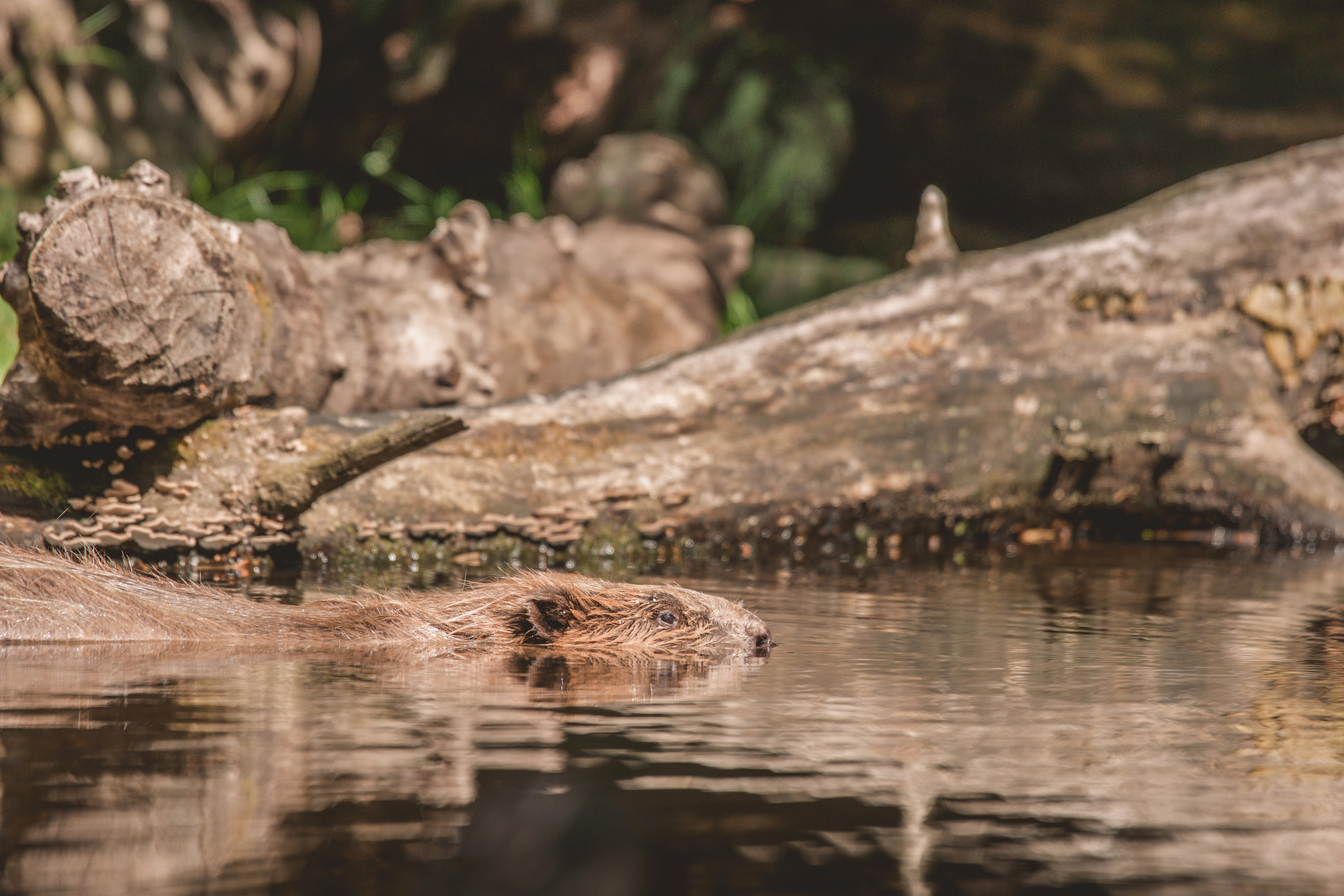 Sony 70-400mm F4-5.6 G SSM II sample photo. Beaver swimming in a lake in canada photography