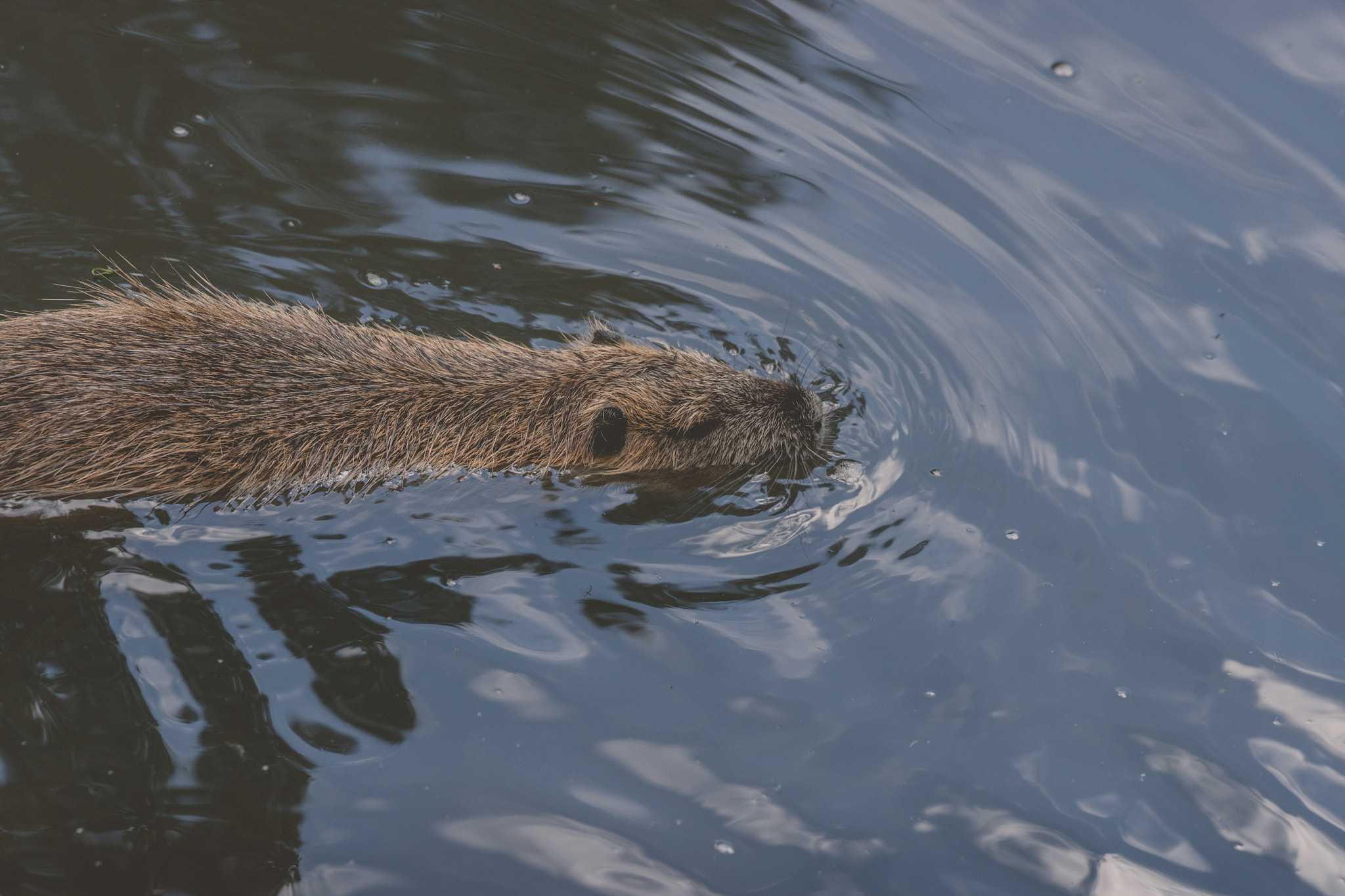 Sony 70-400mm F4-5.6 G SSM II sample photo. Beaver swimming in a dark lake photography