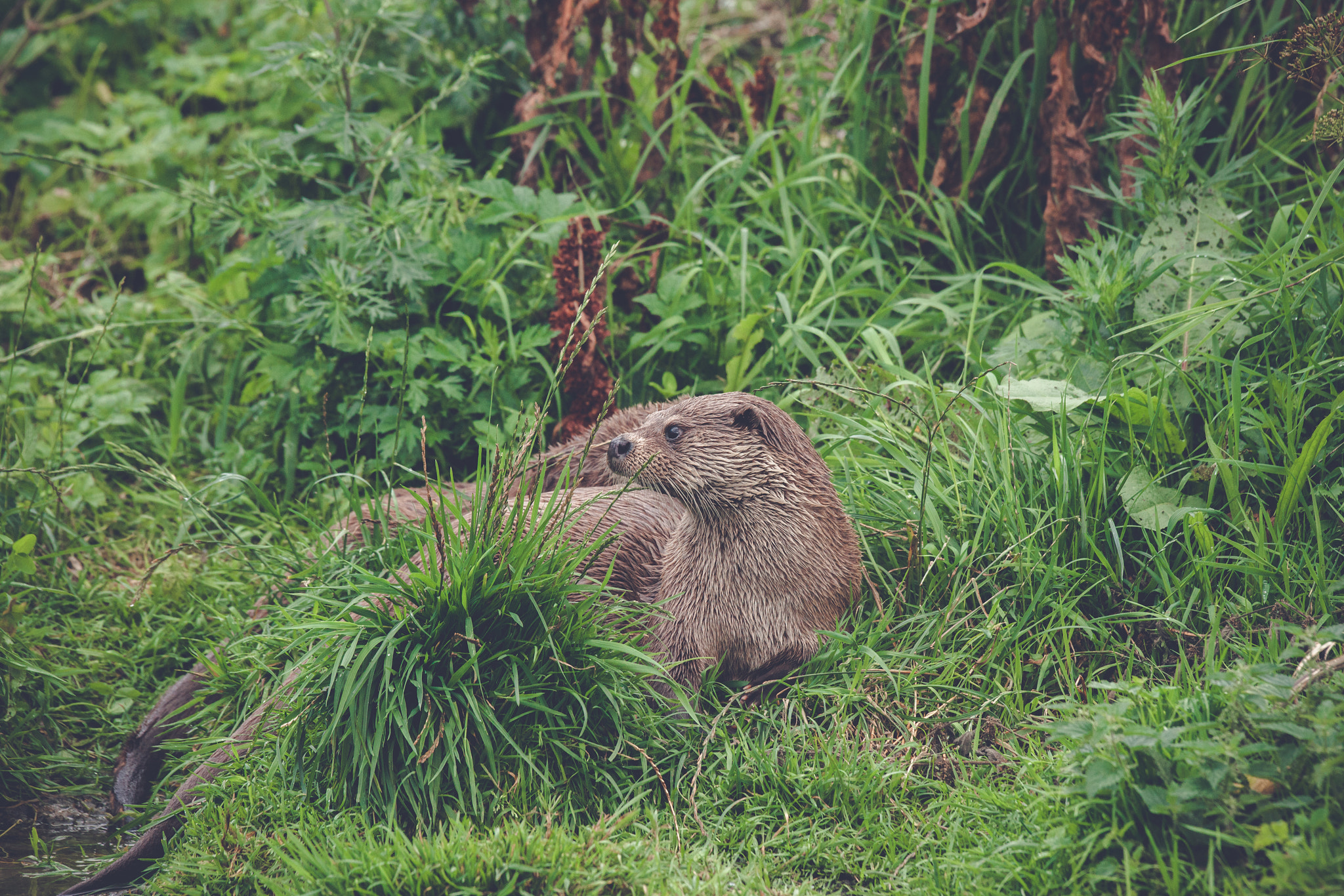 Sony 70-400mm F4-5.6 G SSM II sample photo. Otter in green grass photography