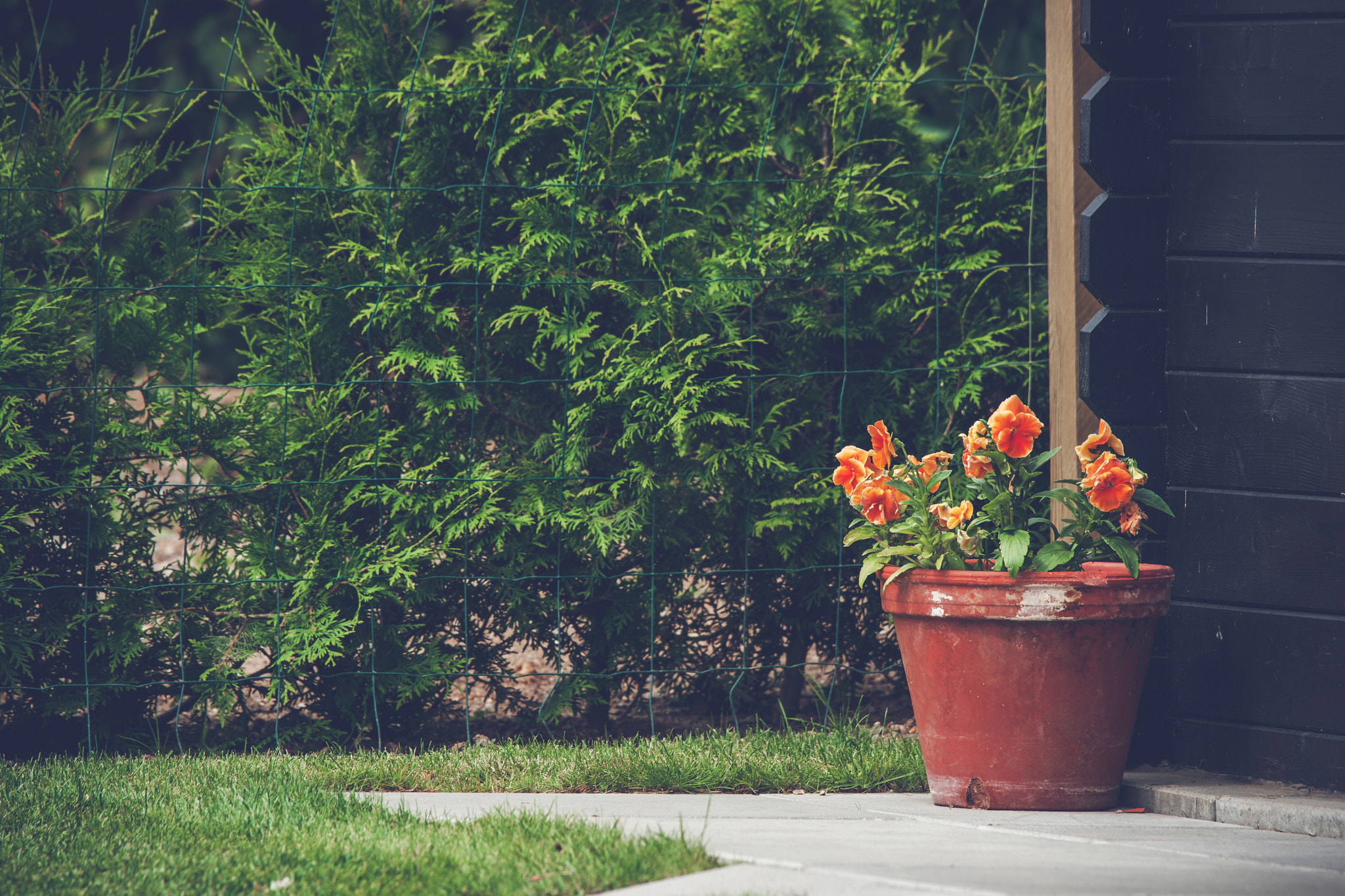 Sony 70-400mm F4-5.6 G SSM II sample photo. Orange flowers in a flowerpot photography