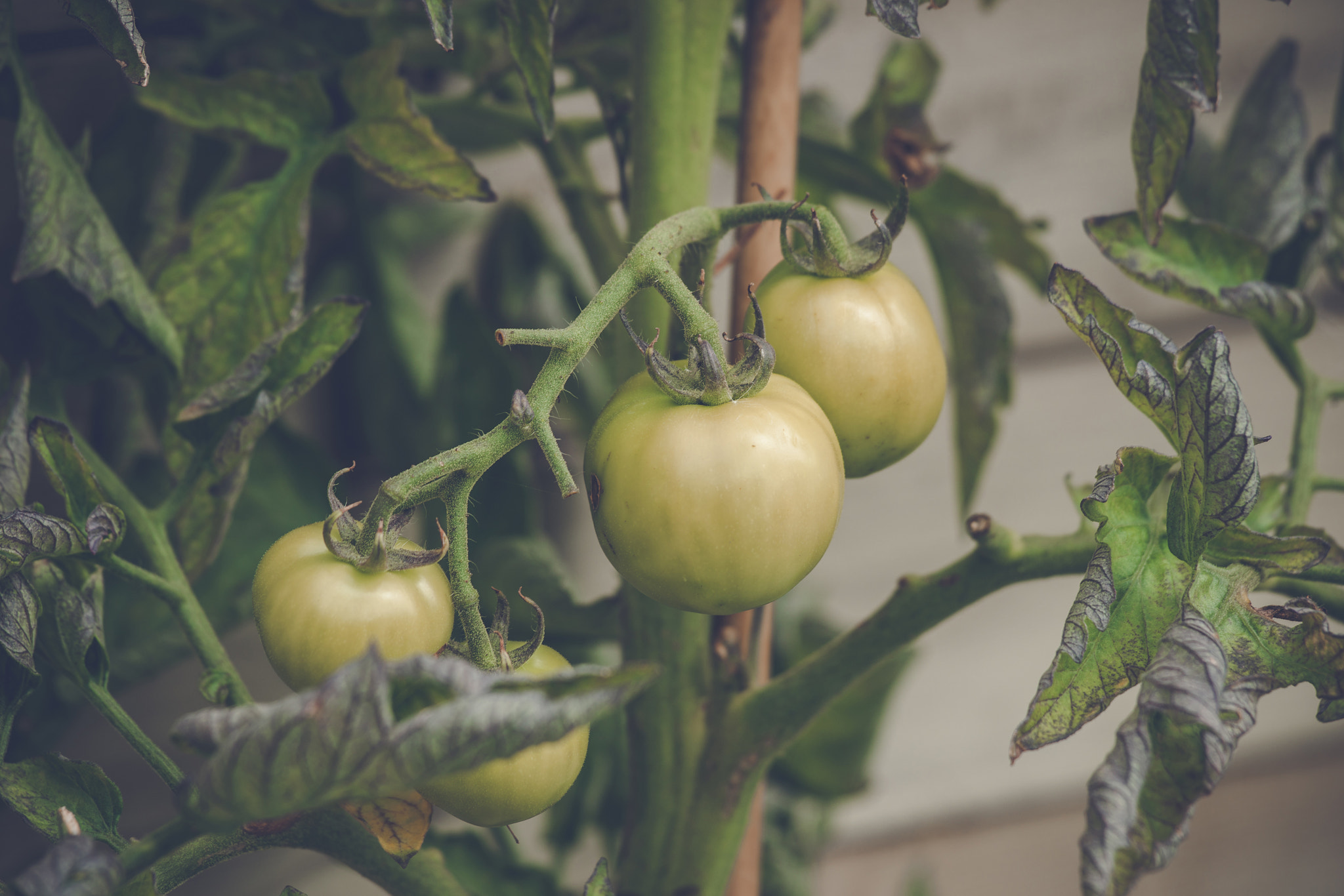 Sony 70-400mm F4-5.6 G SSM II sample photo. Green tomatoes on a plant photography