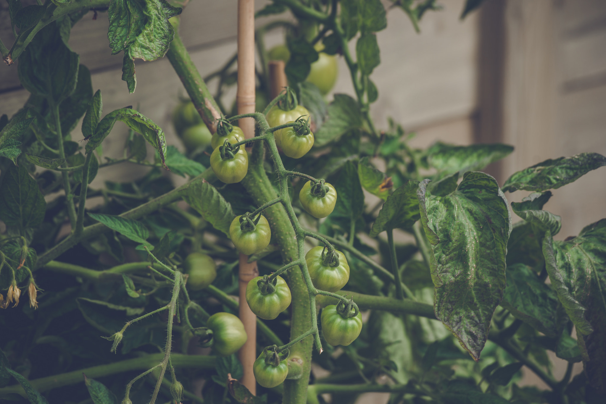 Sony 70-400mm F4-5.6 G SSM II sample photo. Tomato plant with fresh green tomatoes photography
