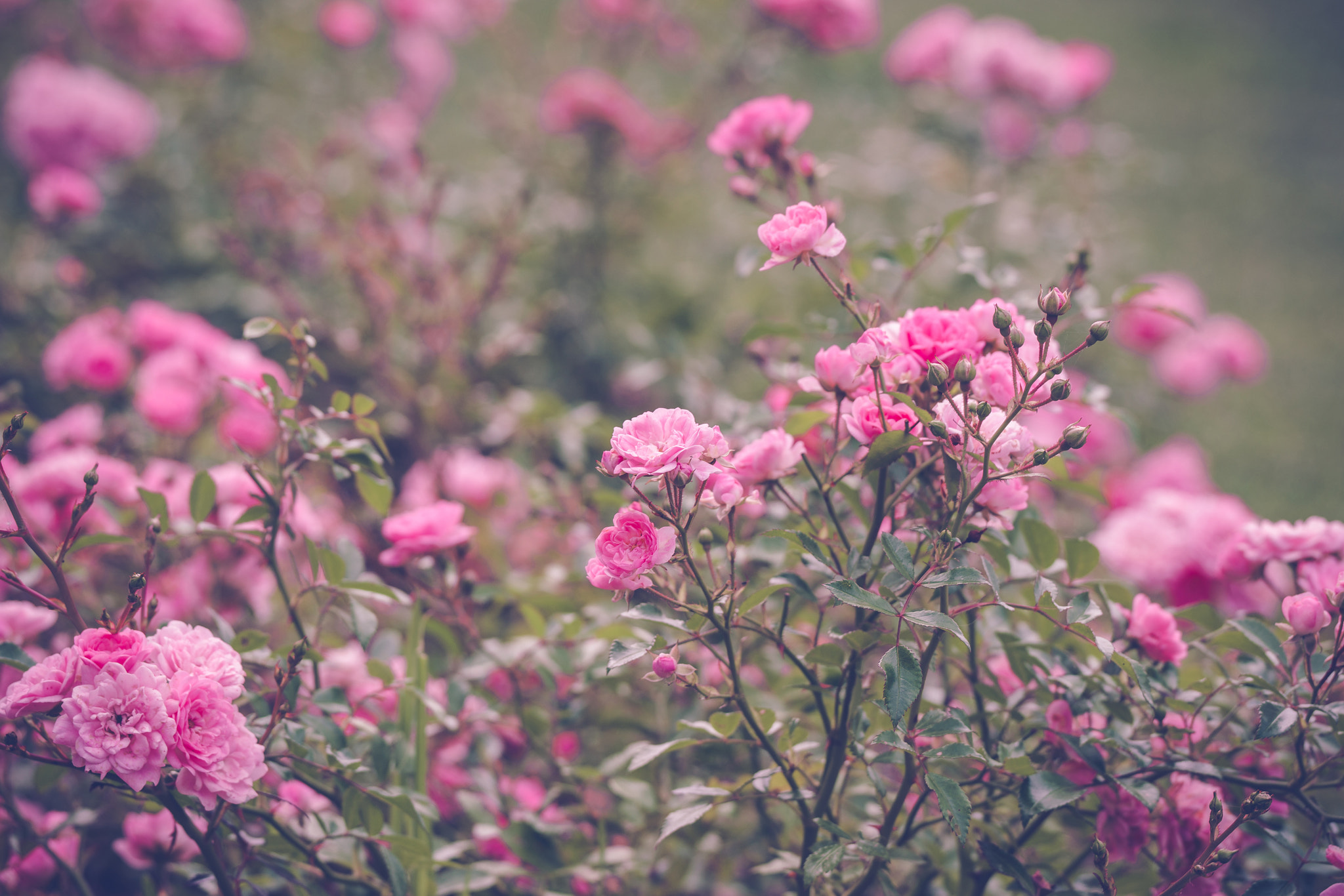 Sony 70-400mm F4-5.6 G SSM II sample photo. Romantic pink roses in a garden photography