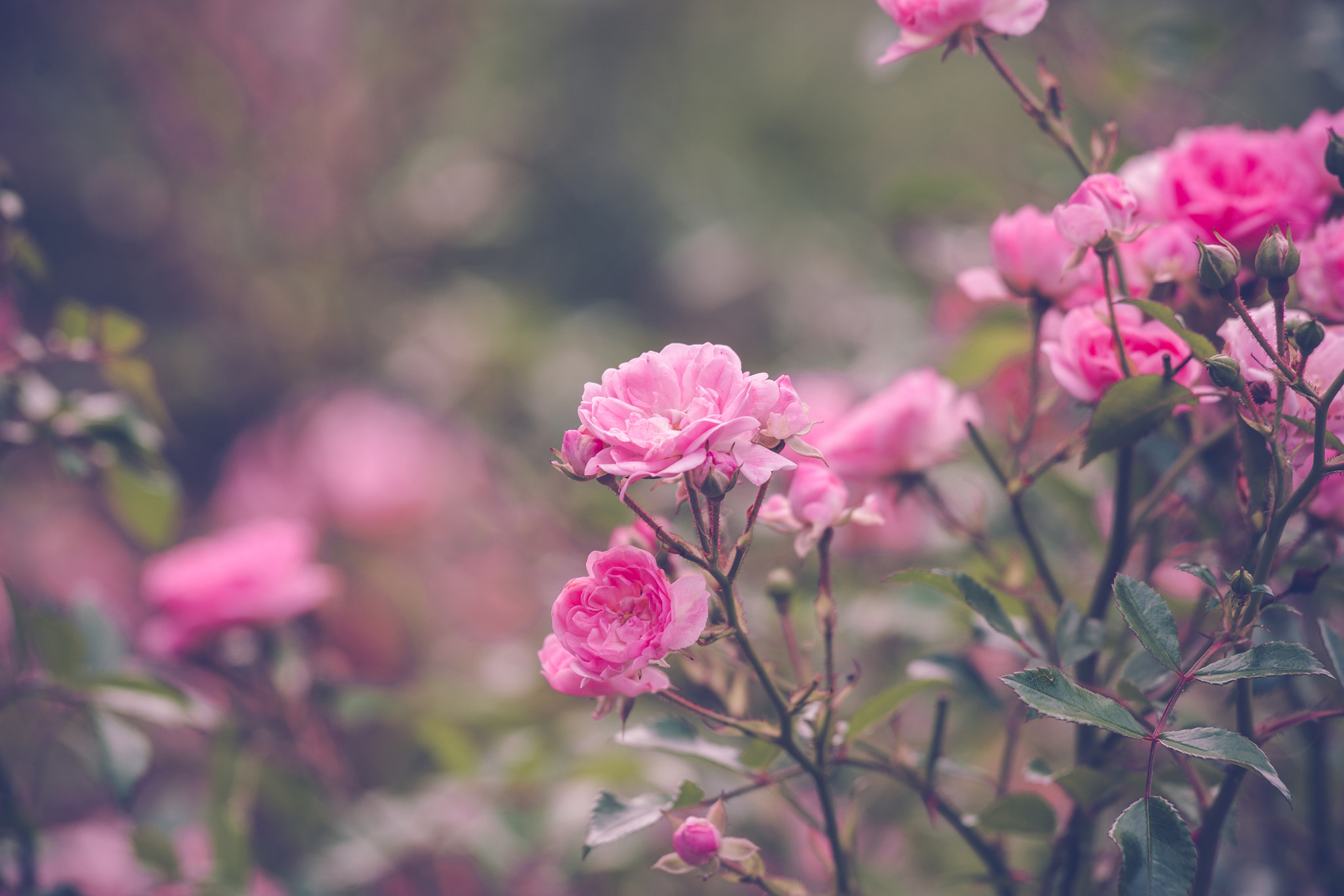 Sony 70-400mm F4-5.6 G SSM II sample photo. Garden with romantic pink roses photography