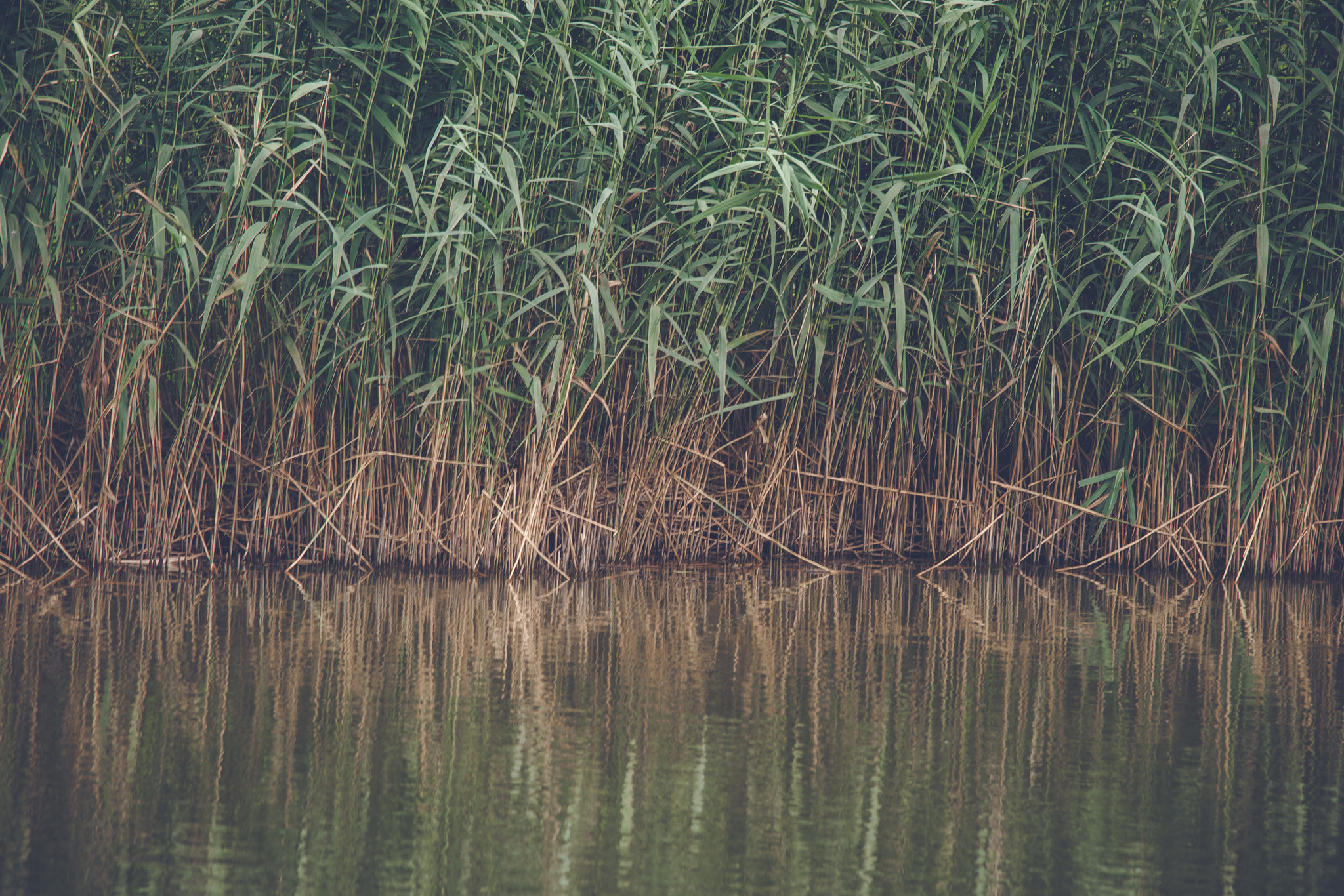Sony 70-400mm F4-5.6 G SSM II sample photo. Reed with green leaves by a lake photography