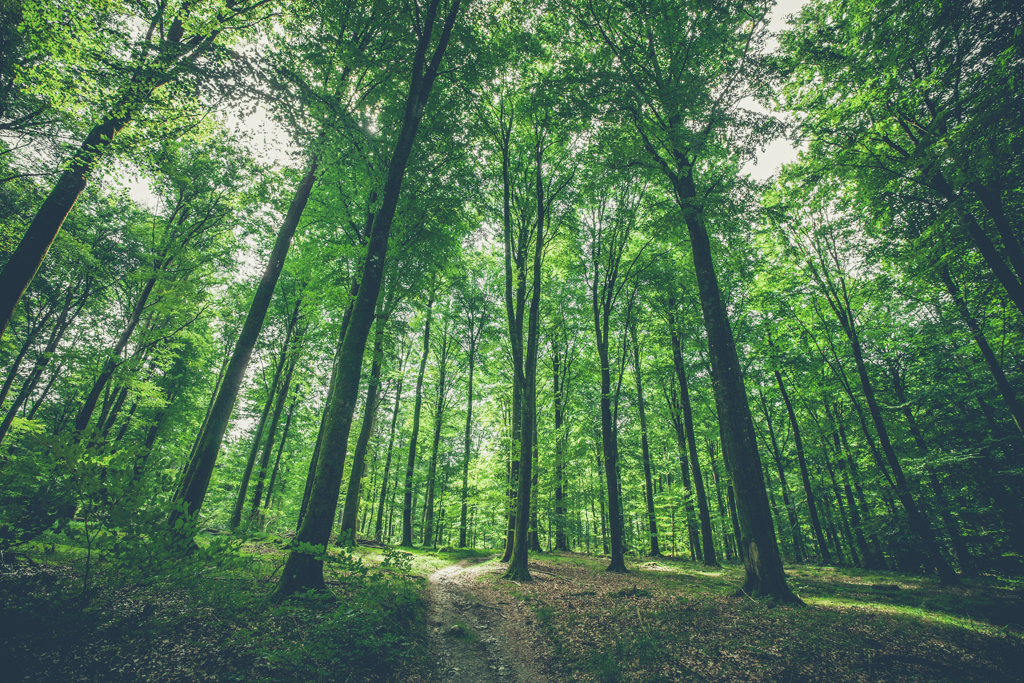 Sony Alpha DSLR-A900 + Sony Vario-Sonnar T* 16-35mm F2.8 ZA SSM sample photo. Trees in the forest with green leaves photography