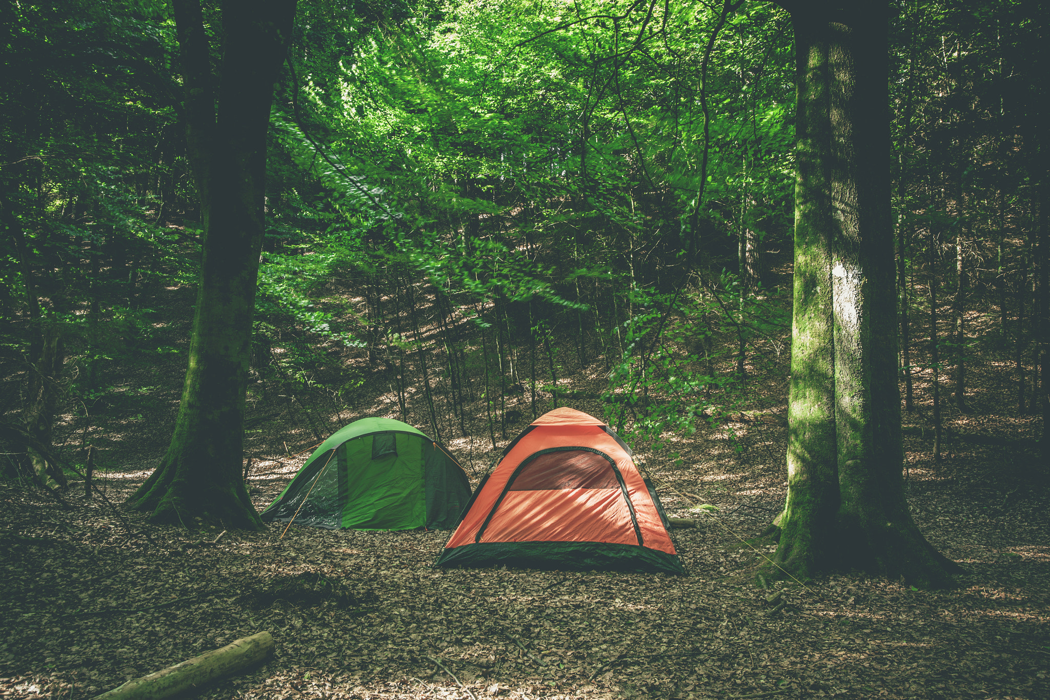 Sony Alpha DSLR-A900 + Sony Vario-Sonnar T* 16-35mm F2.8 ZA SSM sample photo. Camping tents in a forest photography