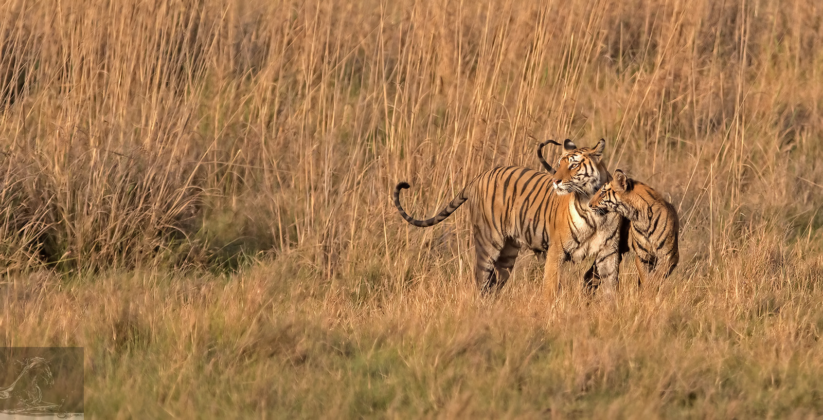 Canon EF 300mm F2.8L IS USM sample photo. Bandhavgarh 036 photography