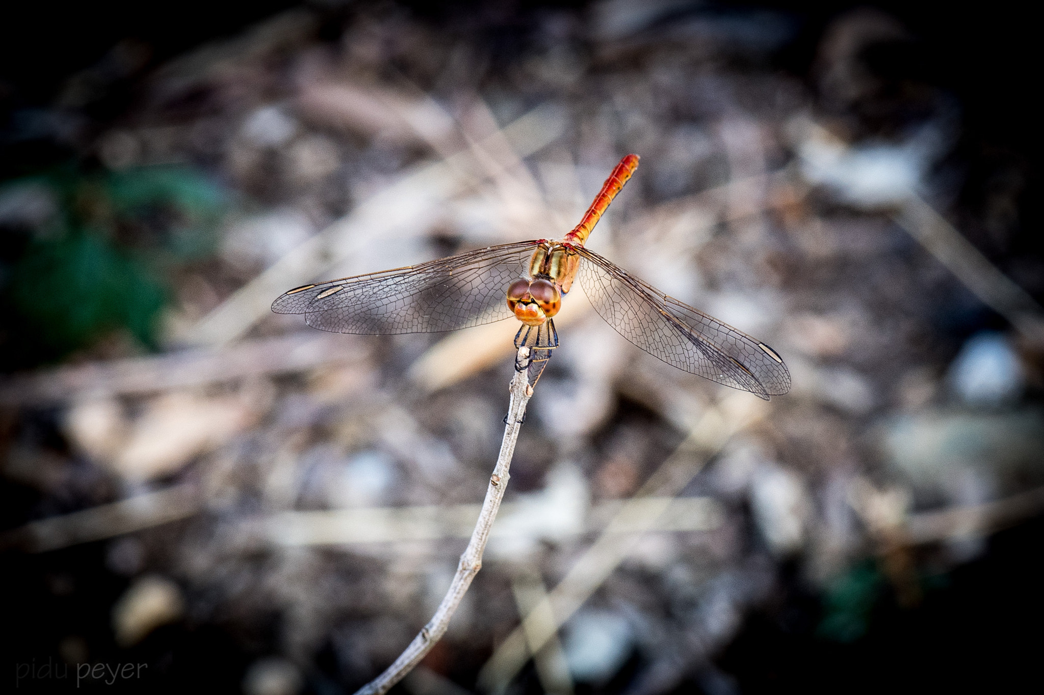 Nikon D5 sample photo. Dragonfly photography