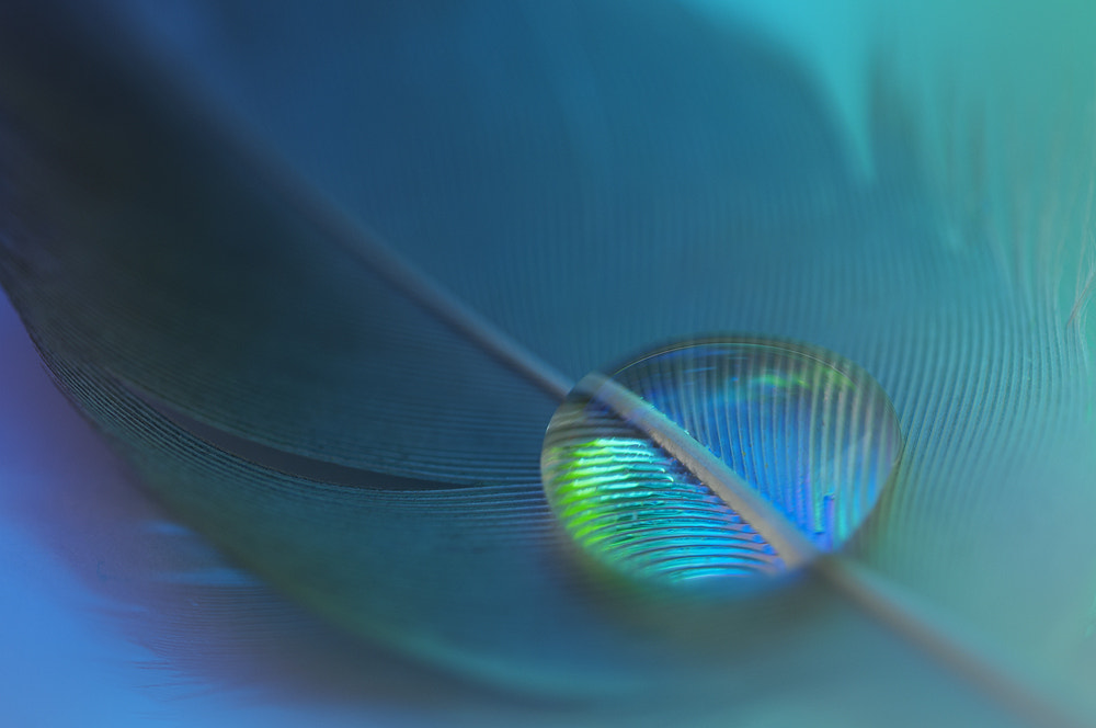 Sigma 150mm F2.8 EX DG OS Macro HSM sample photo. Colorful photography