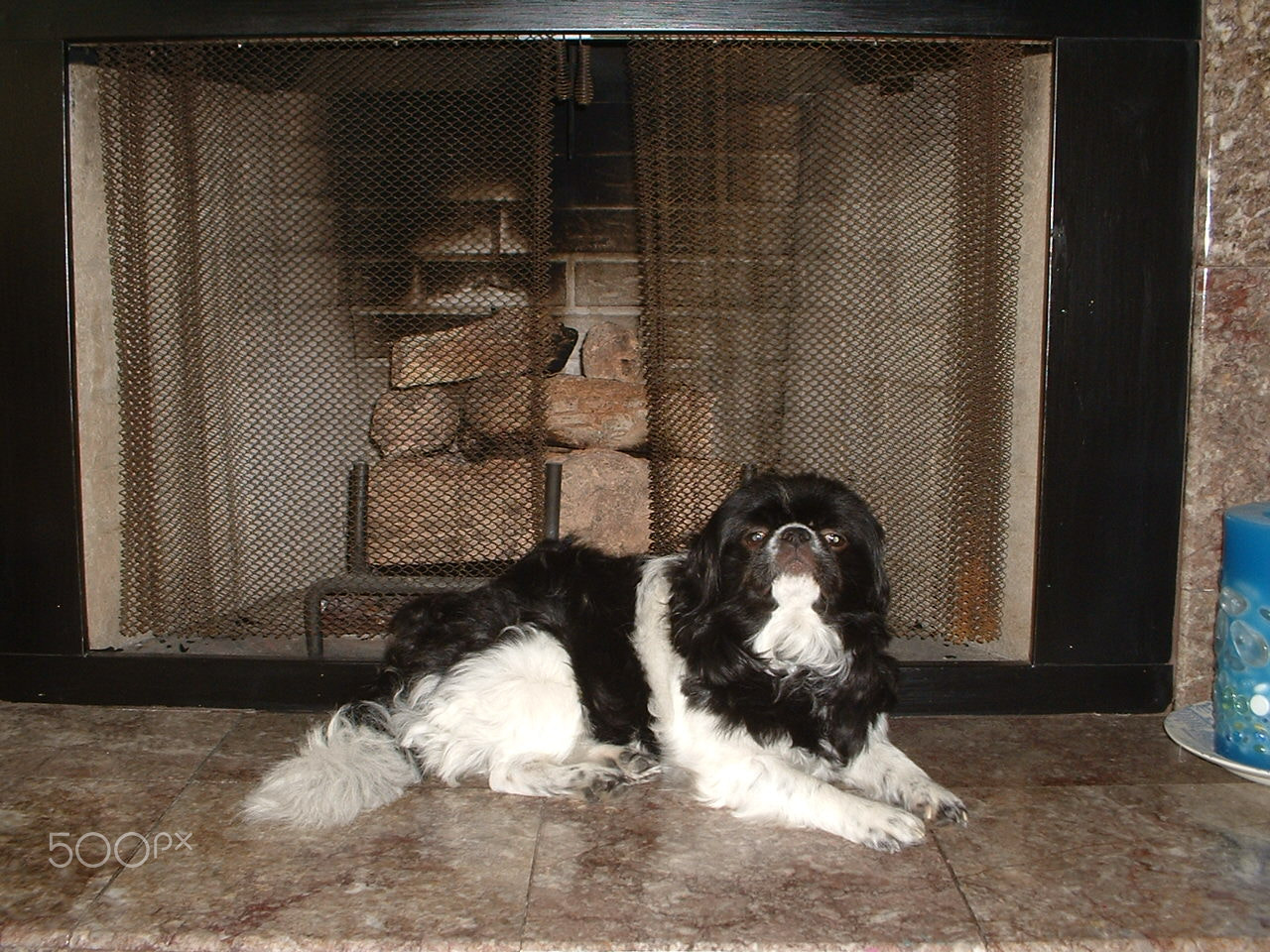 Fujifilm FinePix2650 sample photo. Japanese chin in front of fireplace photography