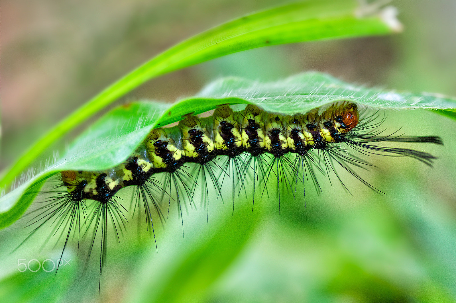 Pentax K-3 + Tamron SP AF 90mm F2.8 Di Macro sample photo. Predator photography