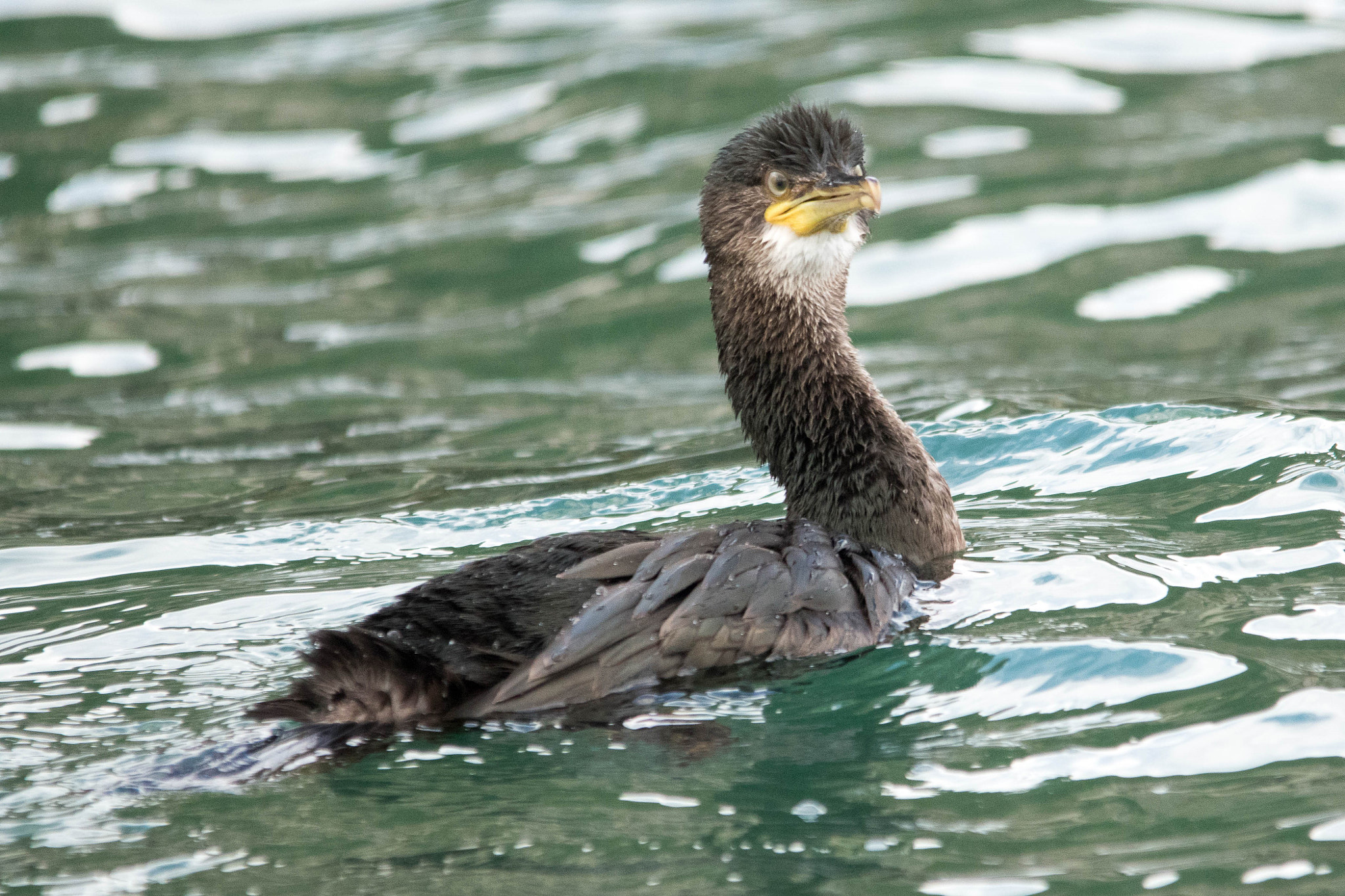 Sigma 150-500mm F5-6.3 DG OS HSM sample photo. Cormorant photography