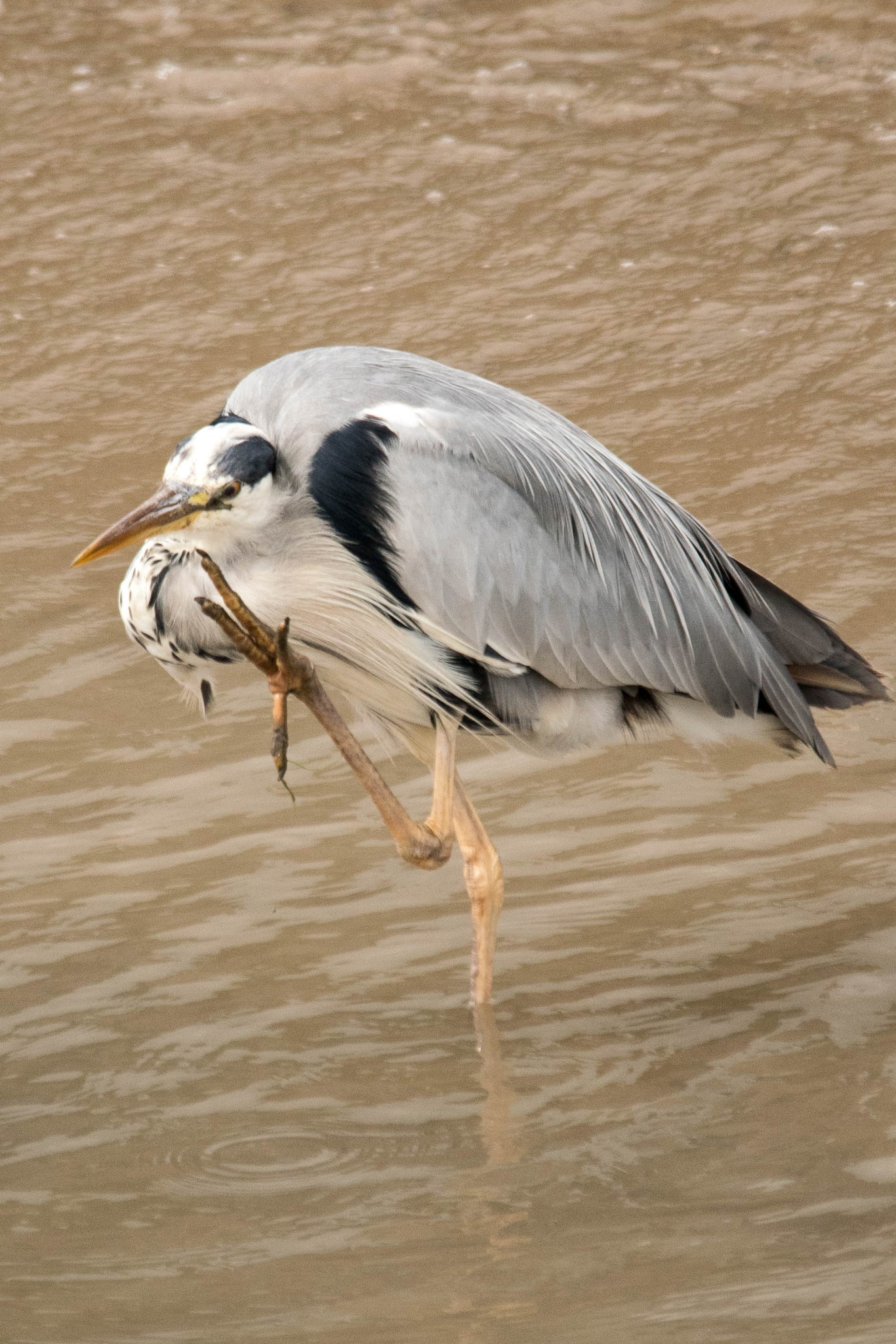 Sigma 150-500mm F5-6.3 DG OS HSM sample photo. Itchy heron photography