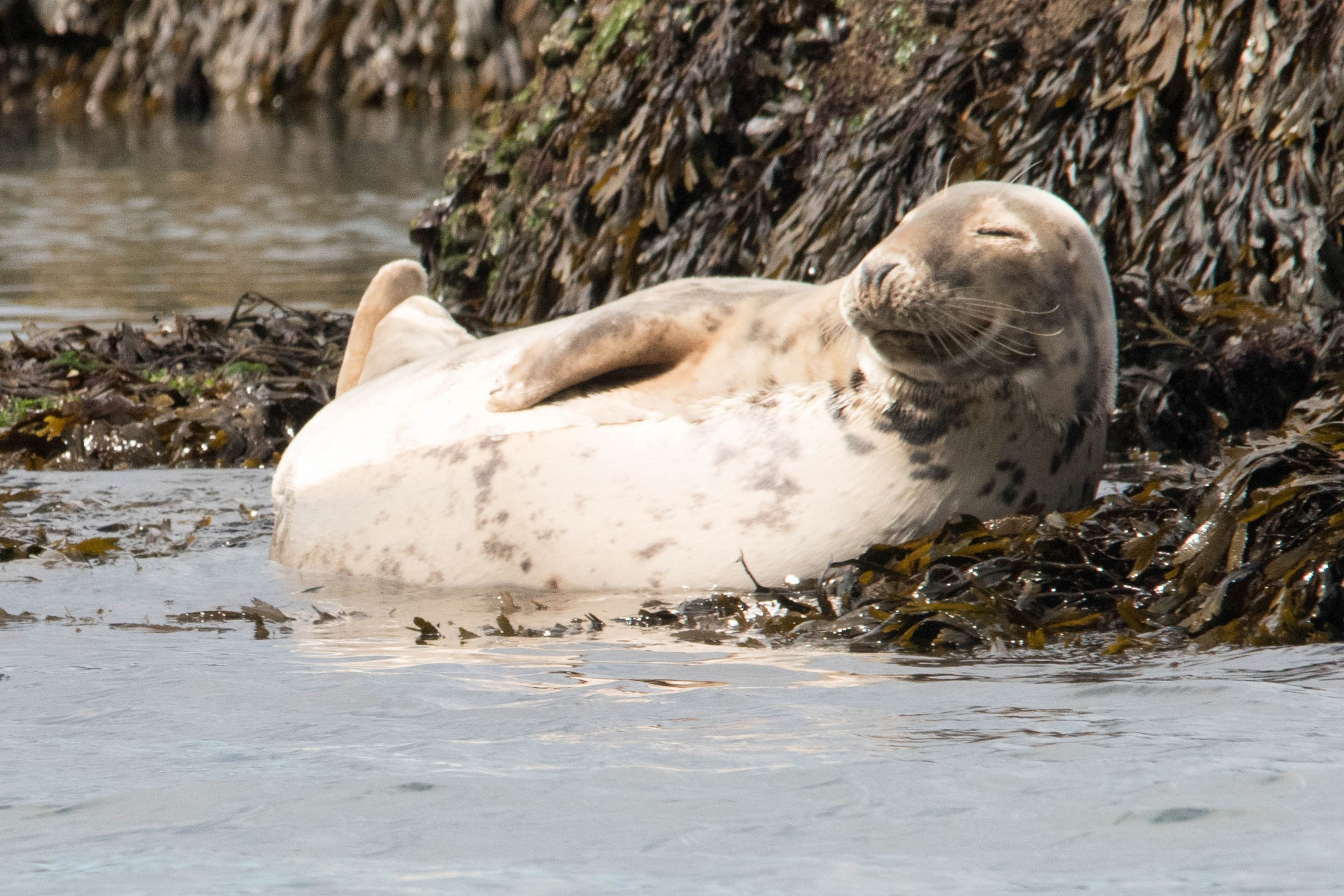 Sigma 150-500mm F5-6.3 DG OS HSM sample photo. Lazy seal photography