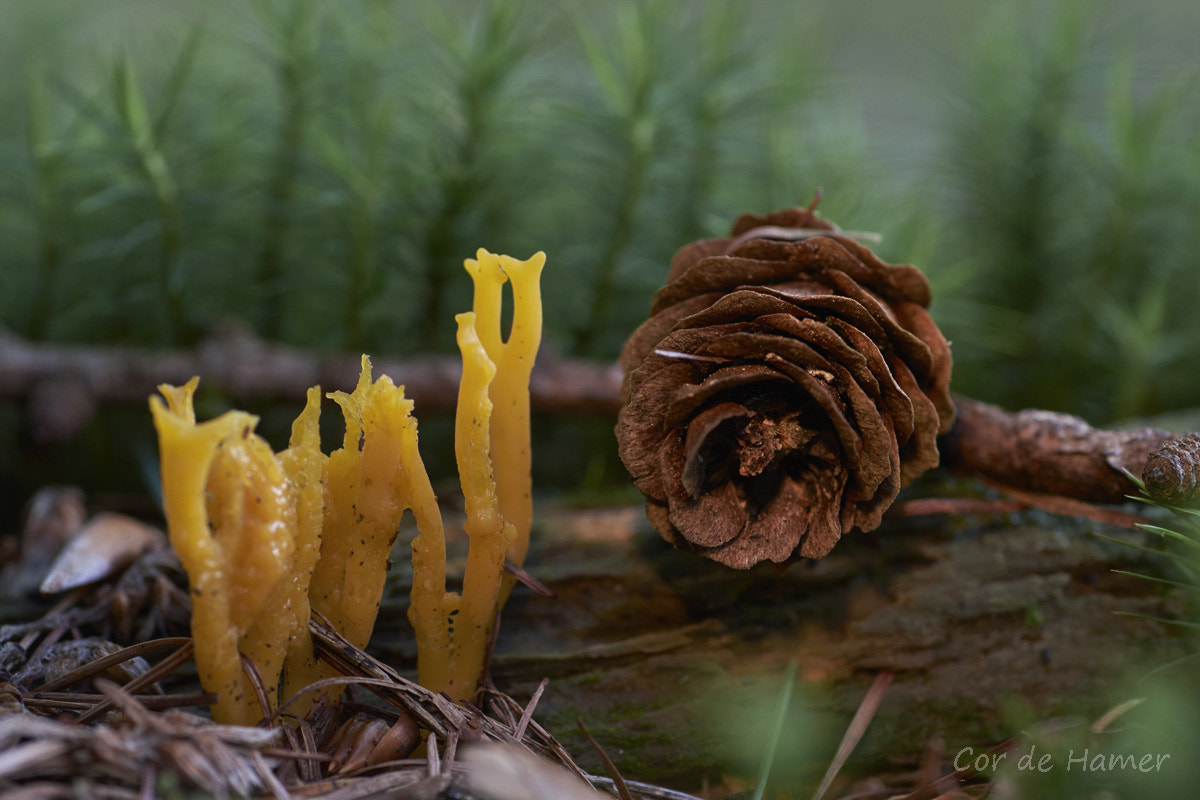 Sony SLT-A77 + Tamron SP AF 90mm F2.8 Di Macro sample photo. Miniature forest landscape photography