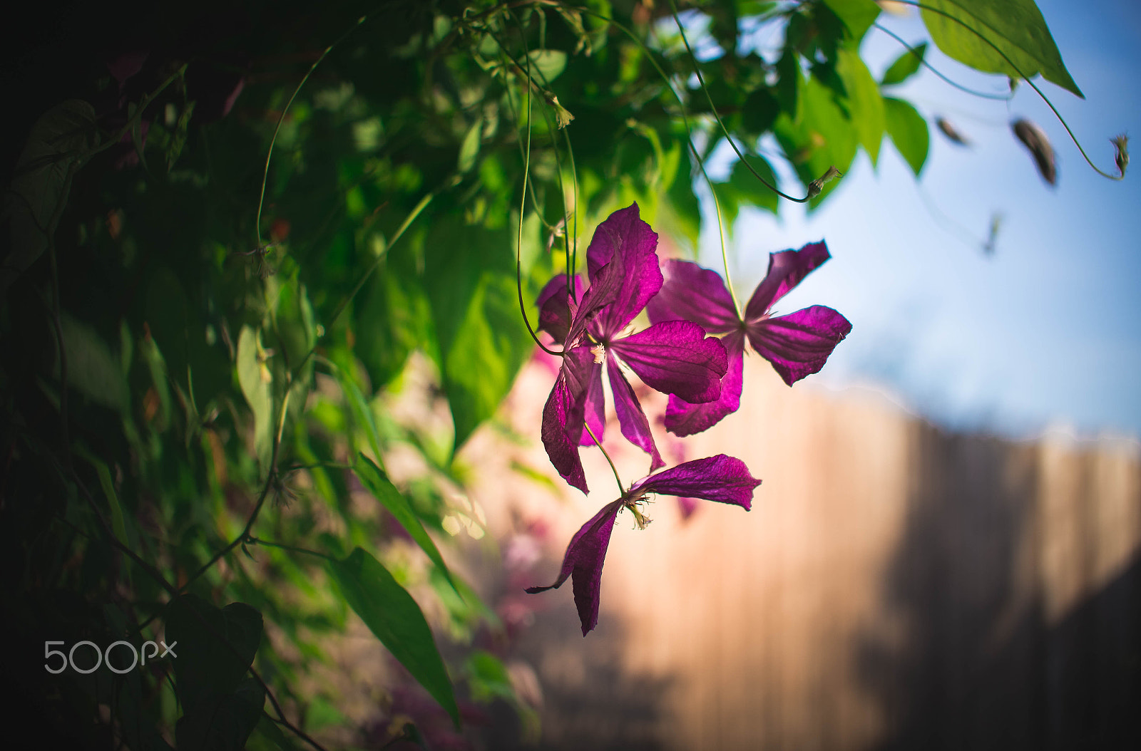 Nikon D610 + Sigma 50mm F1.4 EX DG HSM sample photo. *** photography