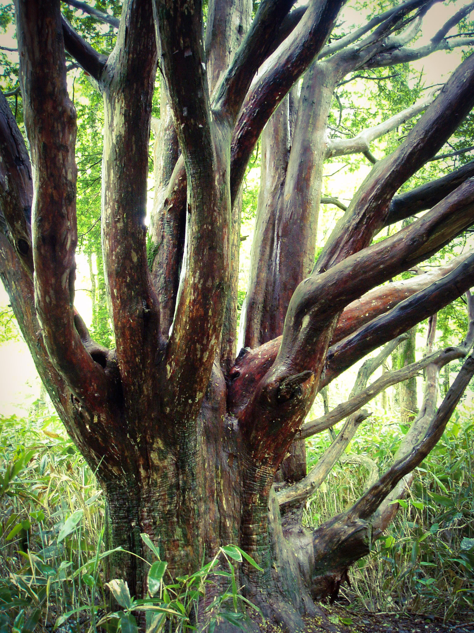 Olympus u15D sample photo. Wrinkly tree photography