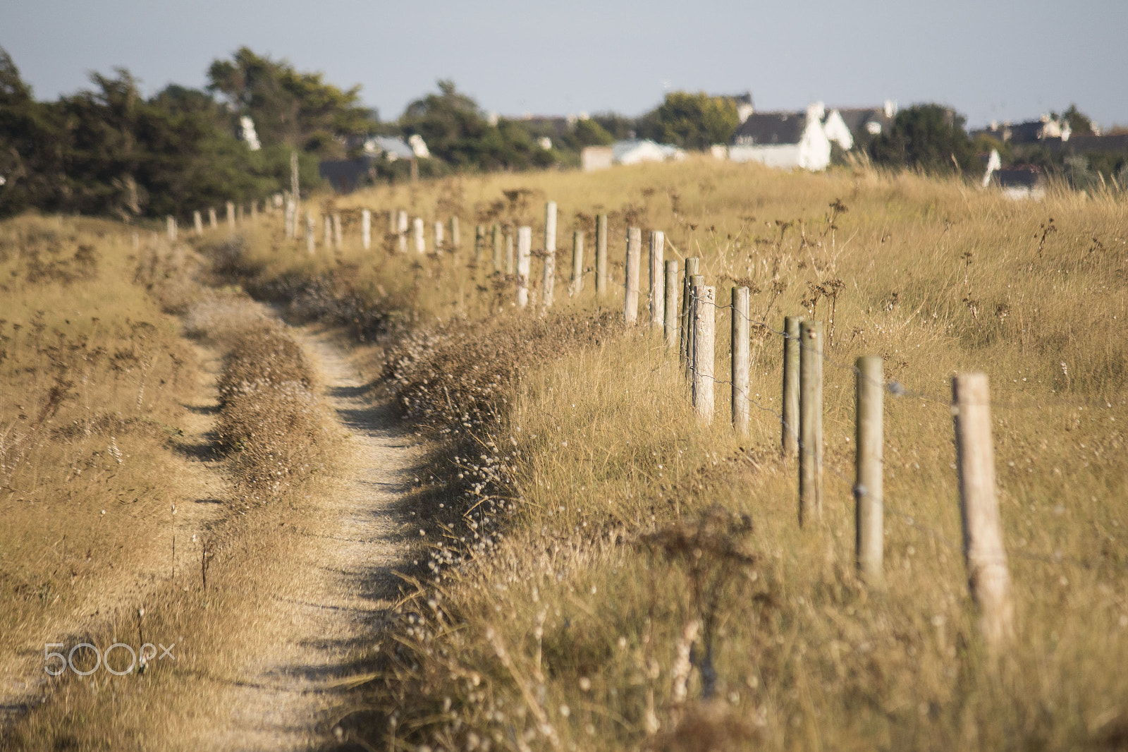 Canon EF-S 55-250mm F4-5.6 IS sample photo. Path in the golden light photography