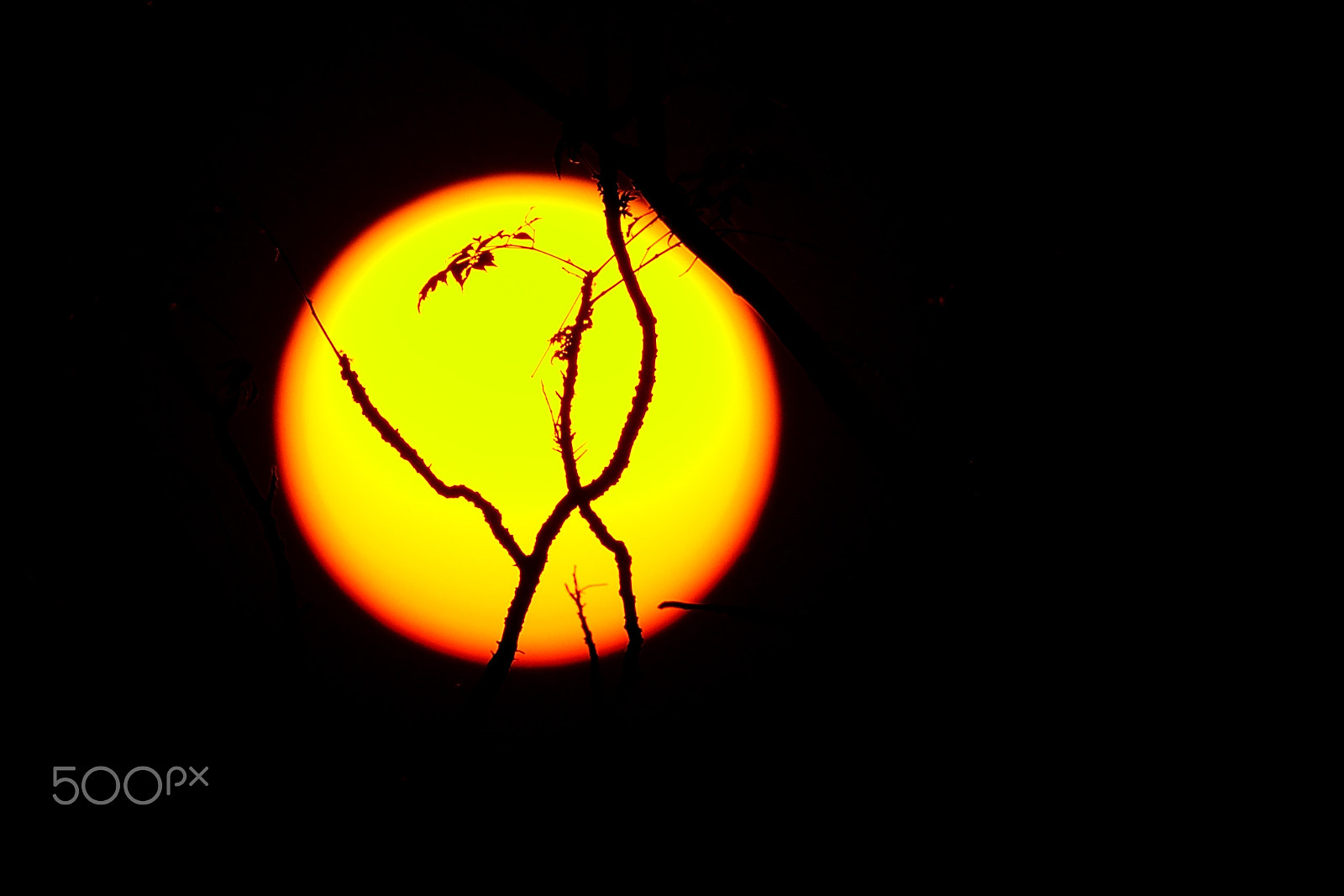 Nikon AF-S Nikkor 300mm F2.8G ED VR II sample photo. Tree branch silhouette sunset photography