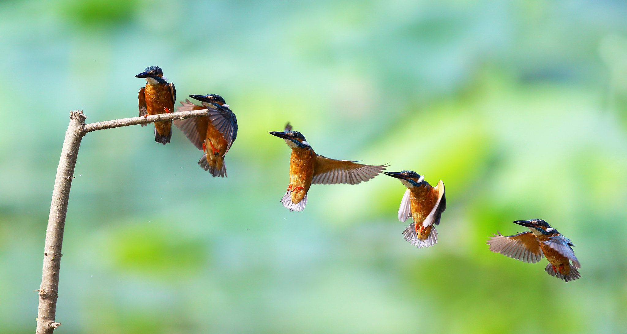 Canon EF 300mm F2.8L IS II USM sample photo. Kingfisher photography