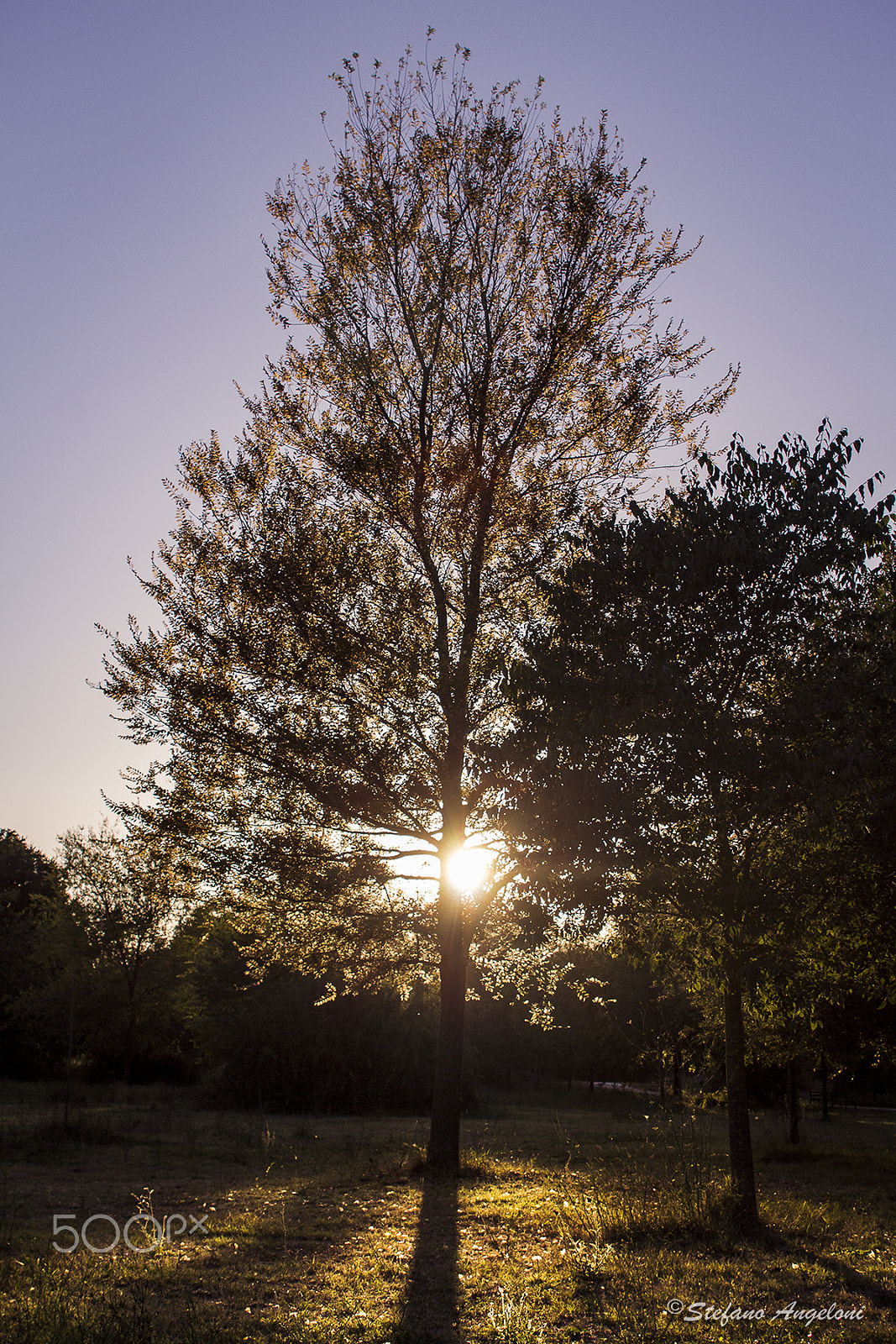 Canon EF 28-105mm f/3.5-4.5 USM sample photo. Sunset behind tree photography