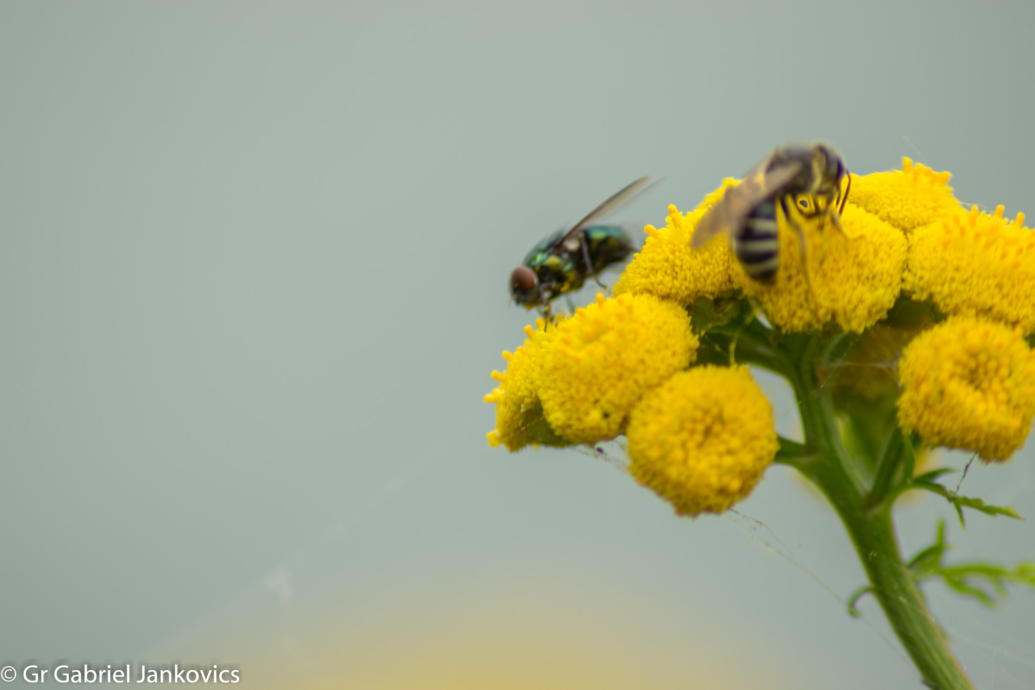 Canon EOS 600D (Rebel EOS T3i / EOS Kiss X5) sample photo. A bee and a fly and a honey sip photography