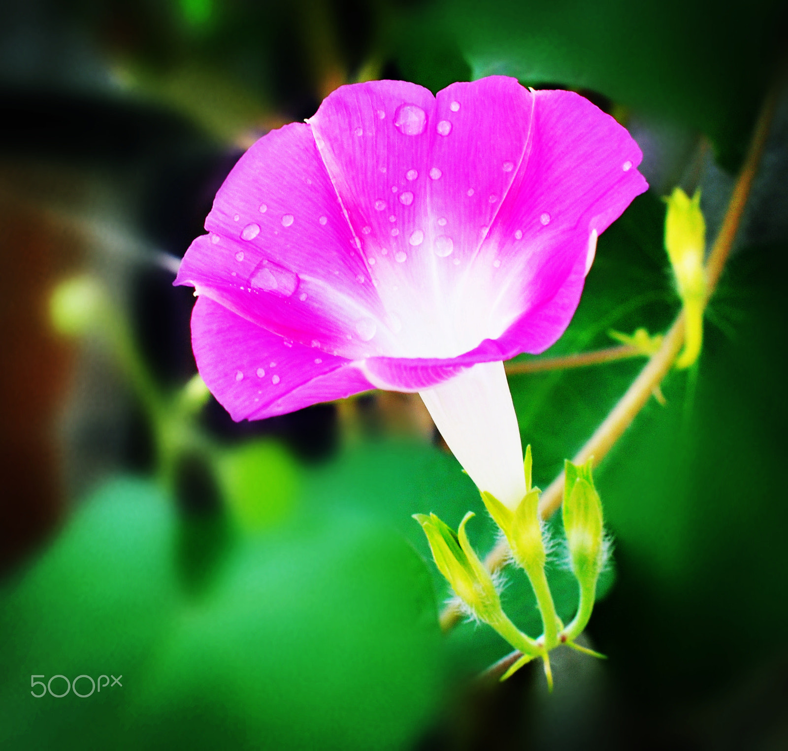 Nikon D90 + Sigma 50mm F1.4 EX DG HSM sample photo. Morning glory photography