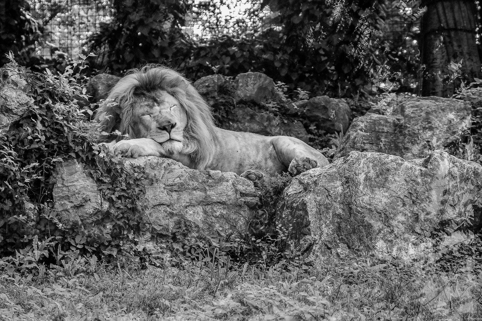 Canon EOS 650D (EOS Rebel T4i / EOS Kiss X6i) sample photo. Lion photography