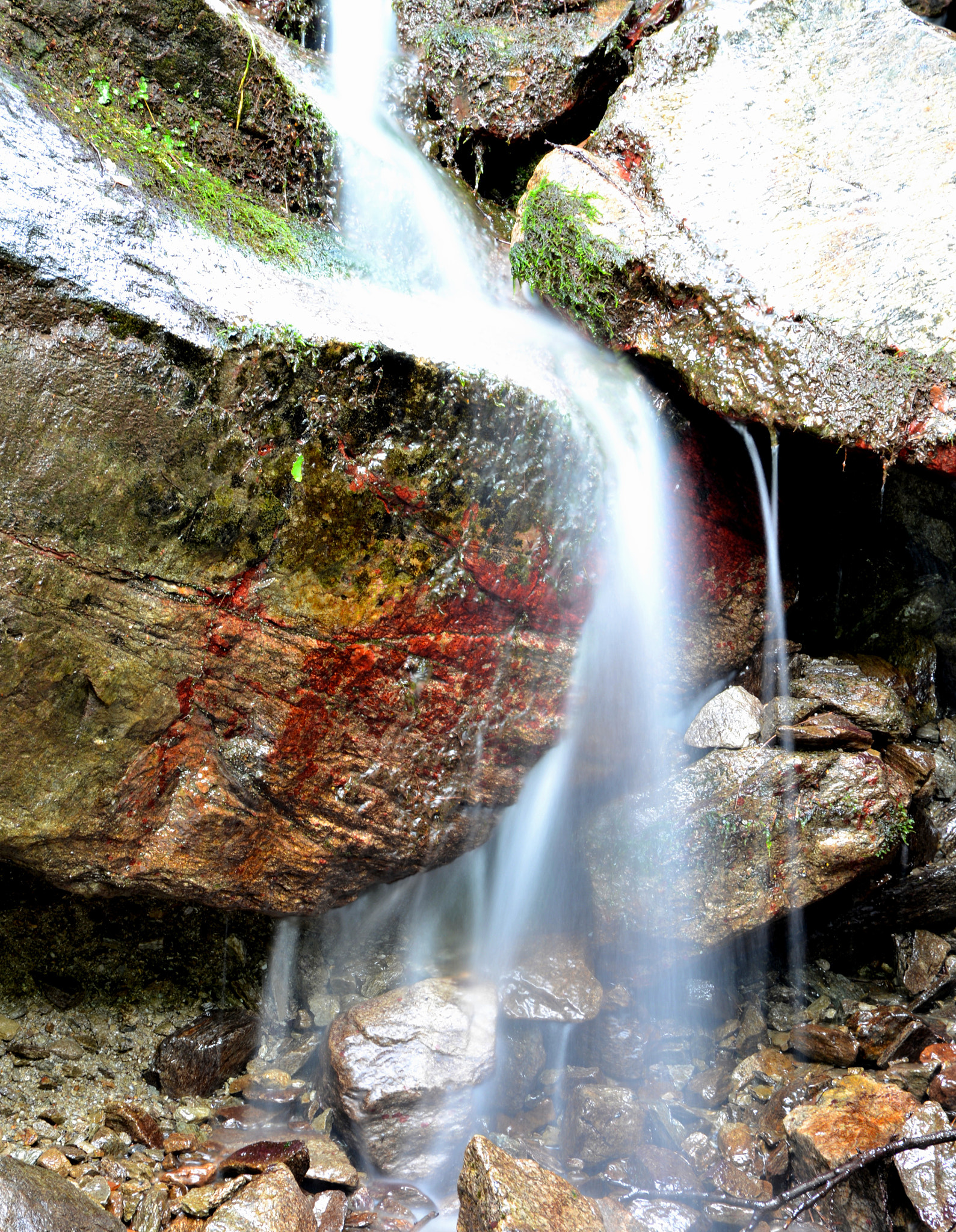 Nikon D600 sample photo. Muschio rosso photography