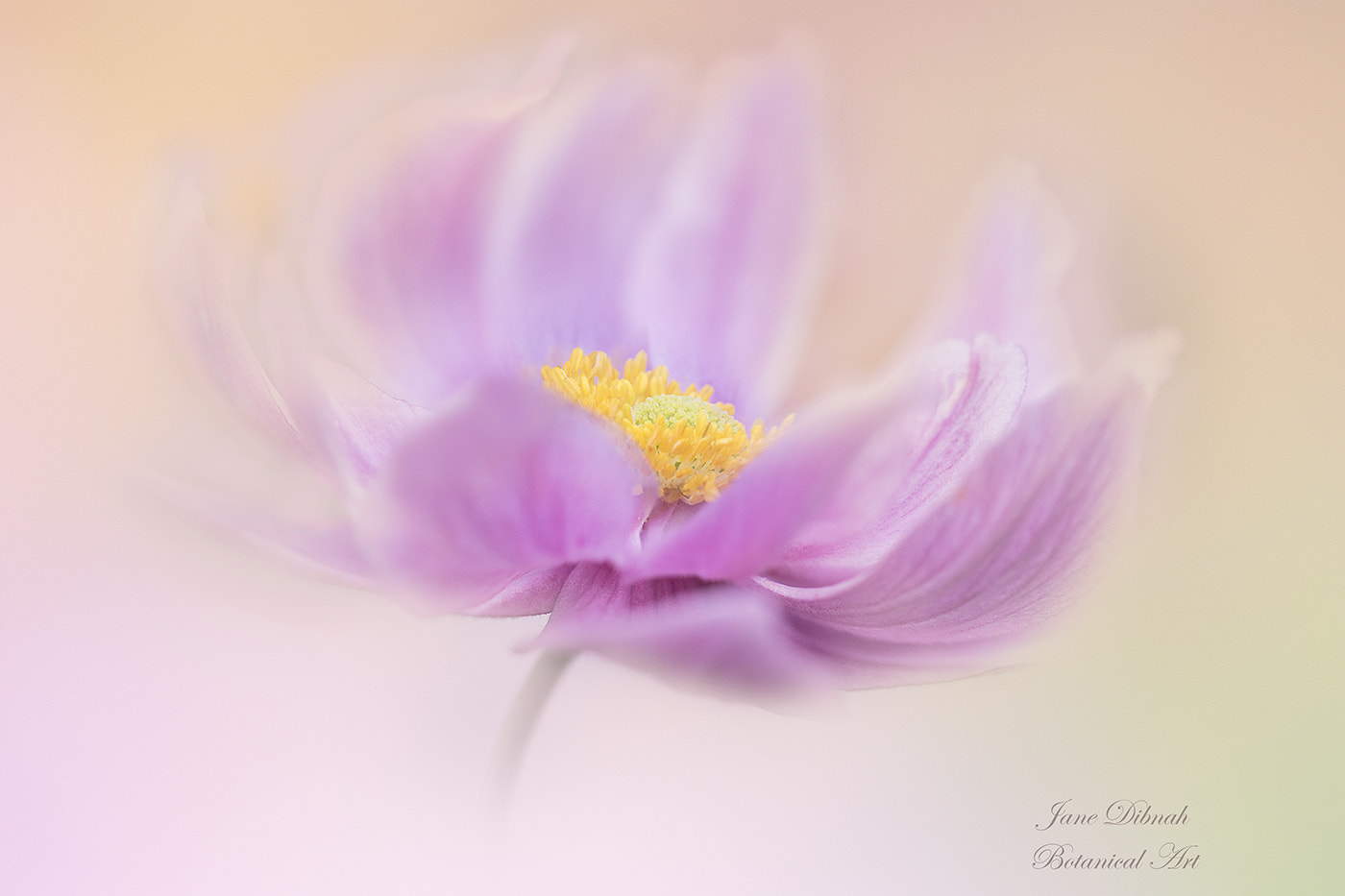 Canon EF 180mm F3.5L Macro USM sample photo. Simply pink photography