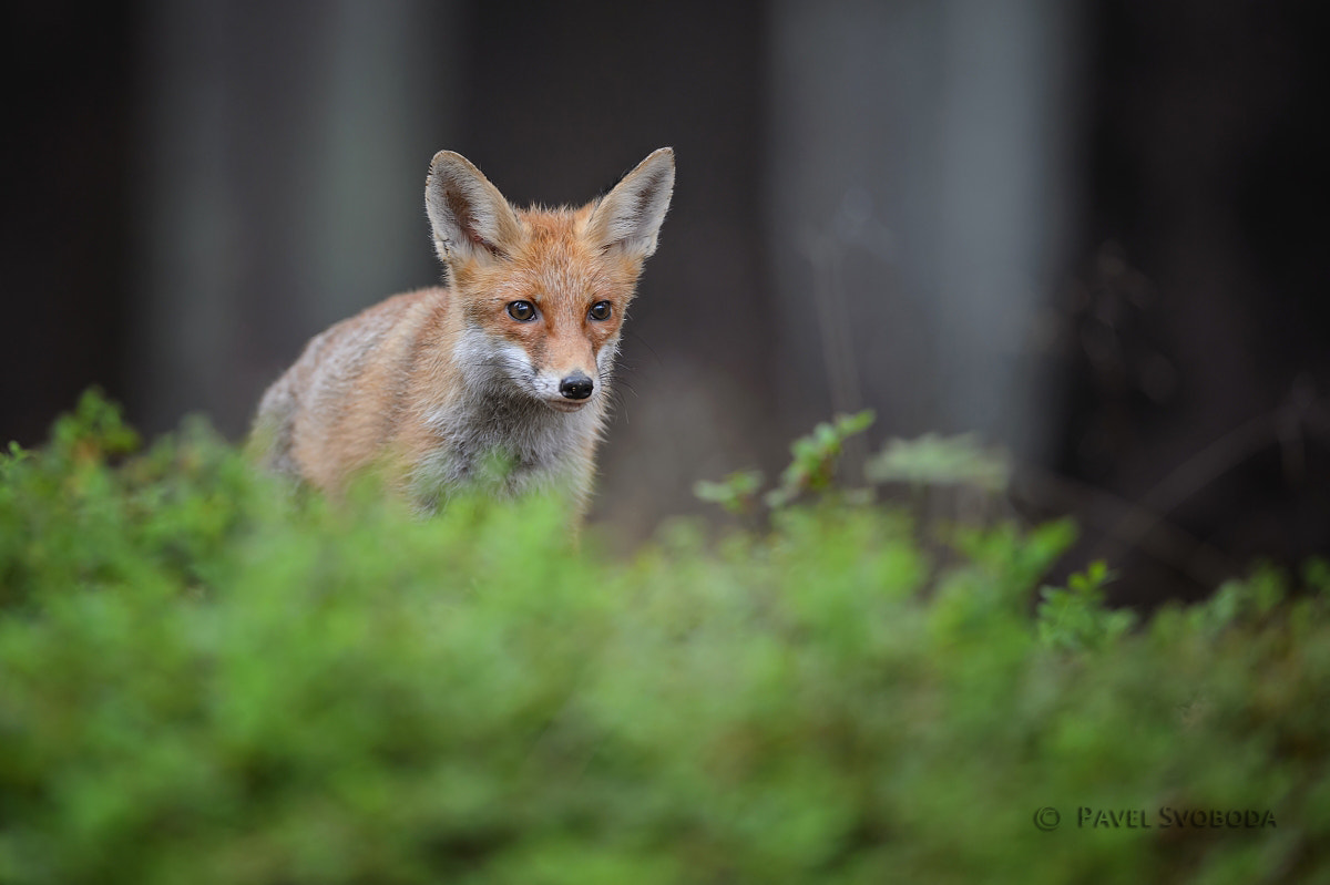 Nikon AF-S Nikkor 400mm F2.8E FL ED VR sample photo. Red fox photography