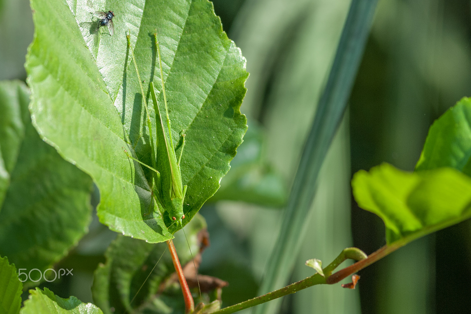 Nikon D2X sample photo. Bush cricket photography