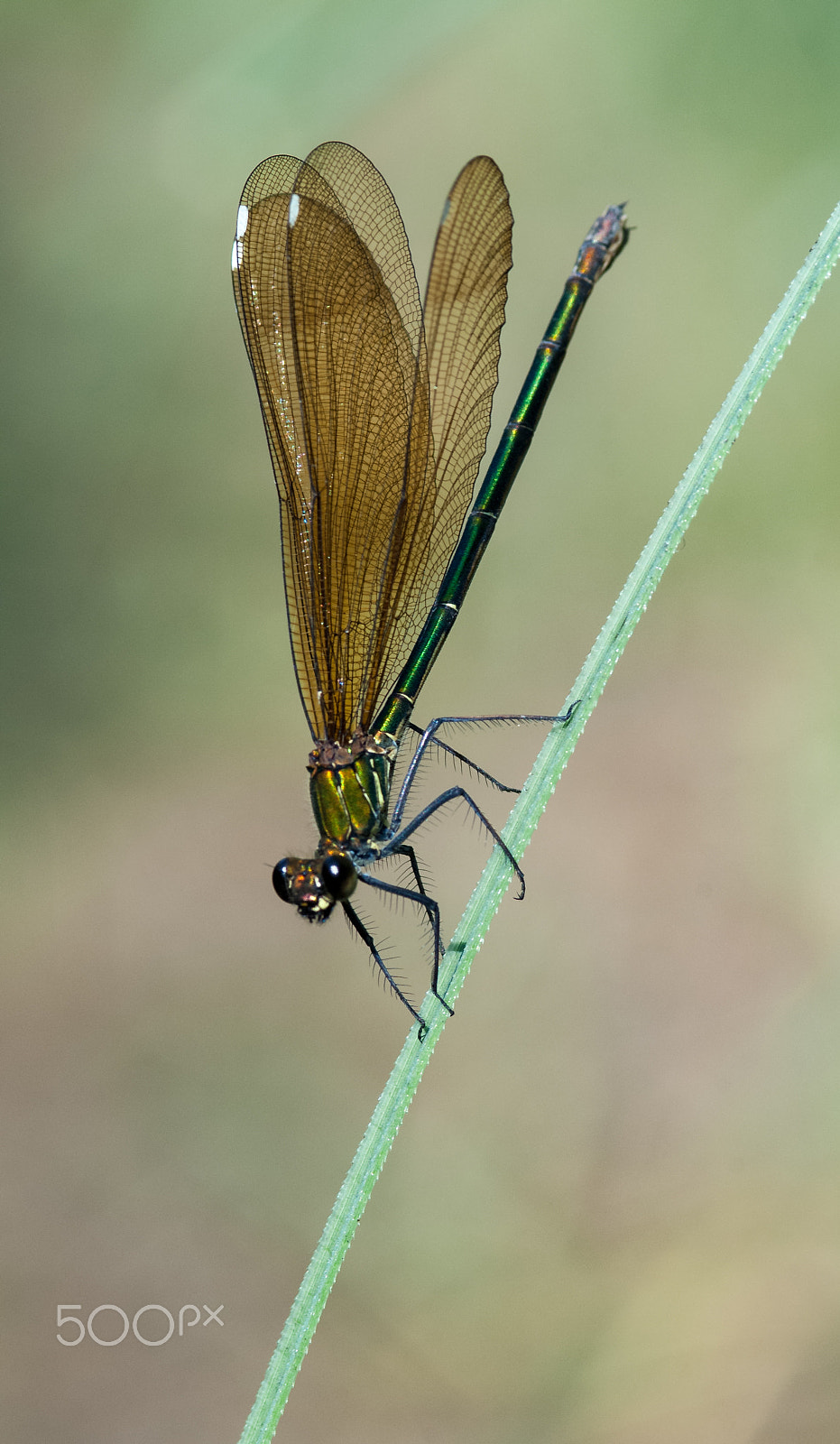 Nikon D2X sample photo. Damselfly photography