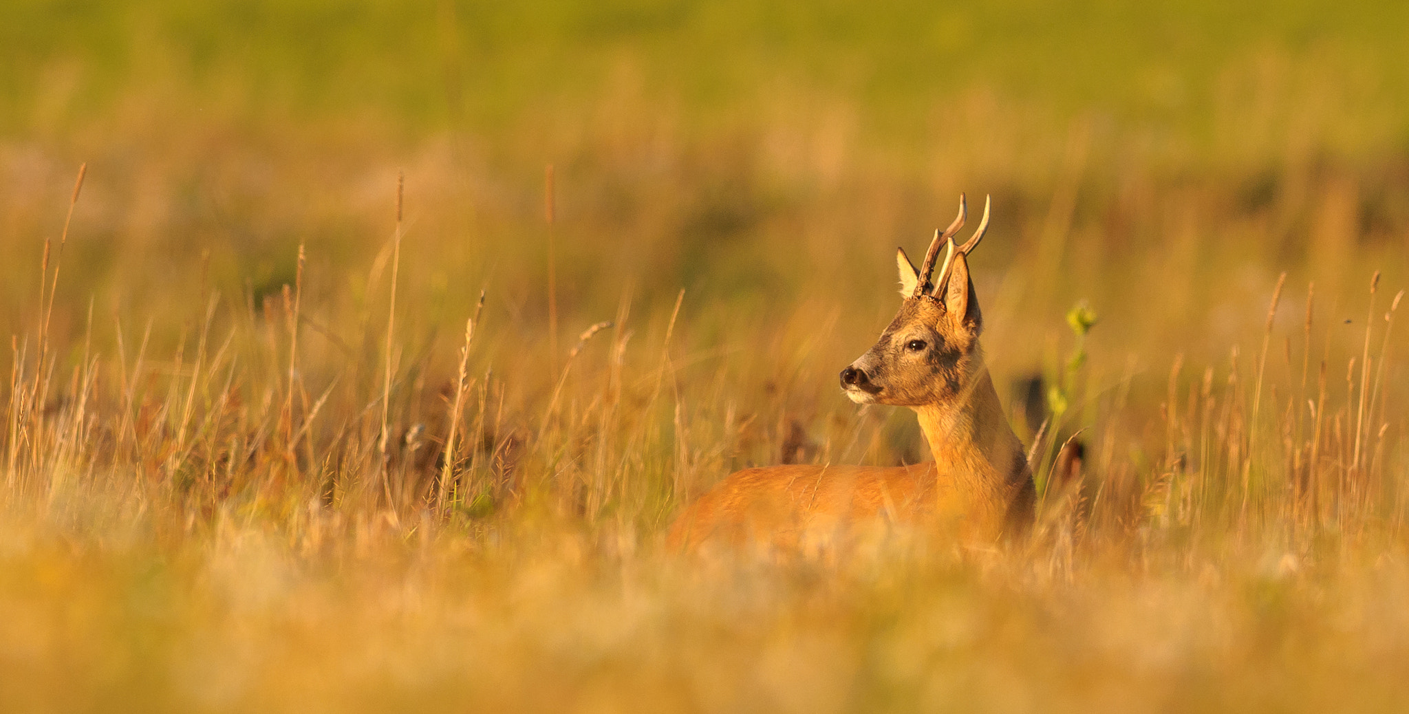 Nikon AF-S Nikkor 300mm F2.8G ED VR II sample photo. Roebuck - just before sunset photography