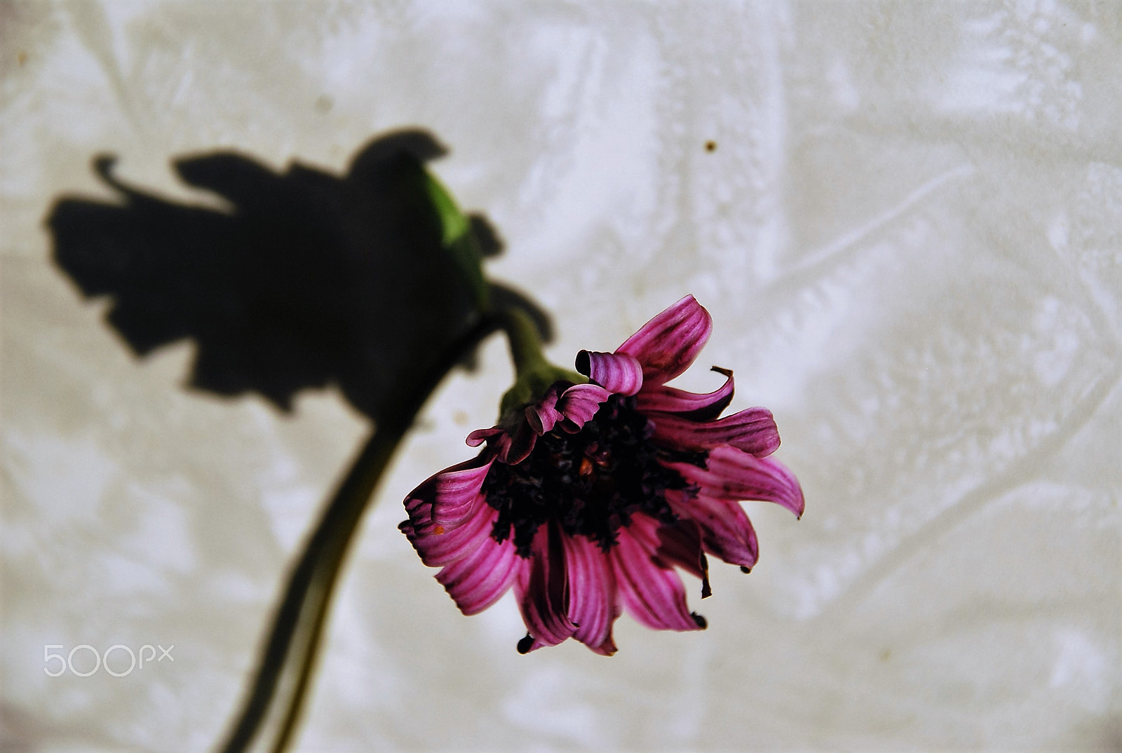 Nikon D80 sample photo. Shadow photography