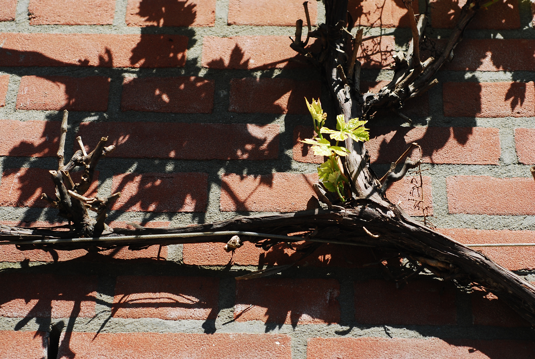 Nikon D80 + AF Micro-Nikkor 60mm f/2.8 sample photo. Shadow photography
