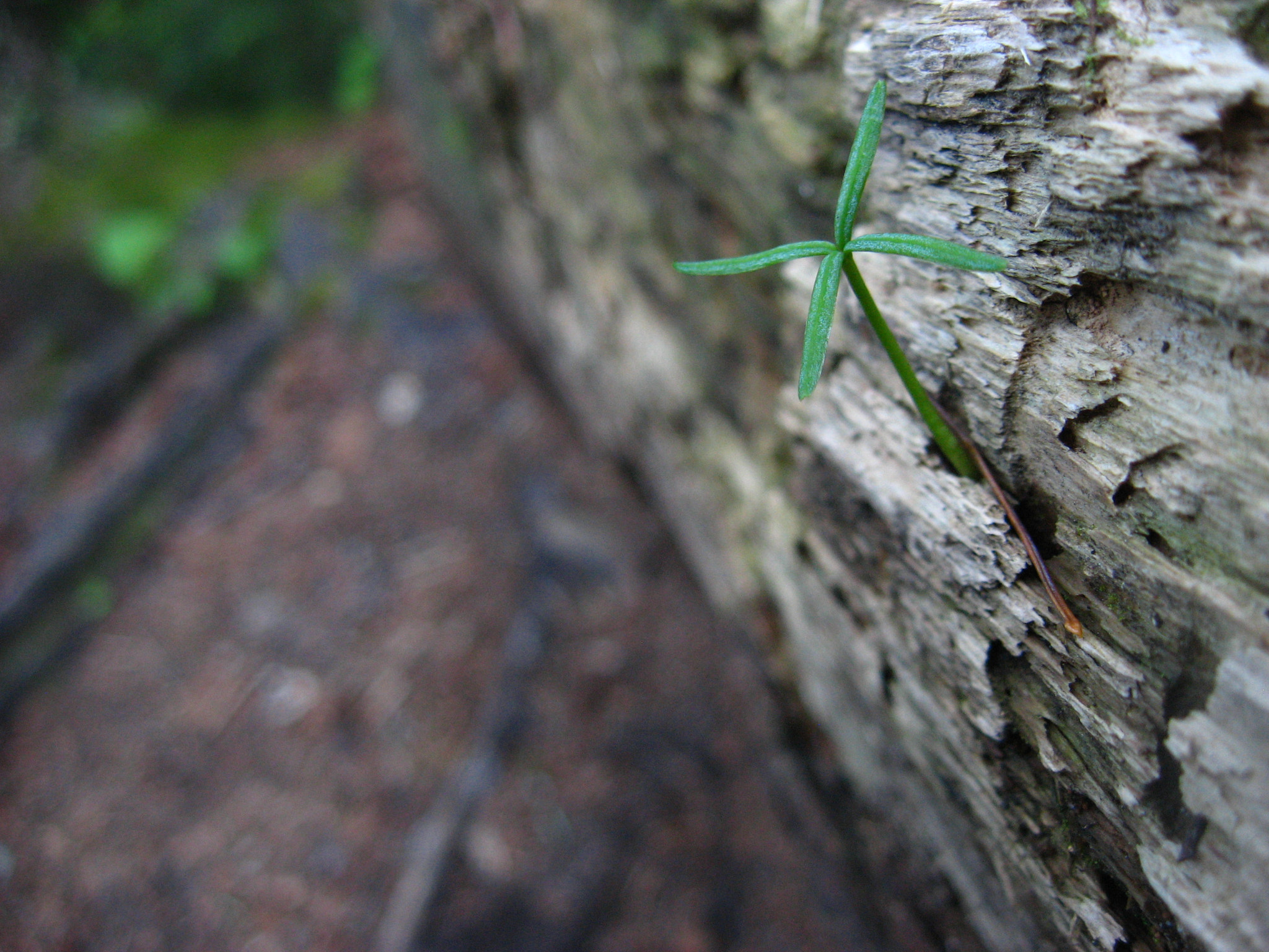 Canon POWERSHOT A540 sample photo. Rising  photography