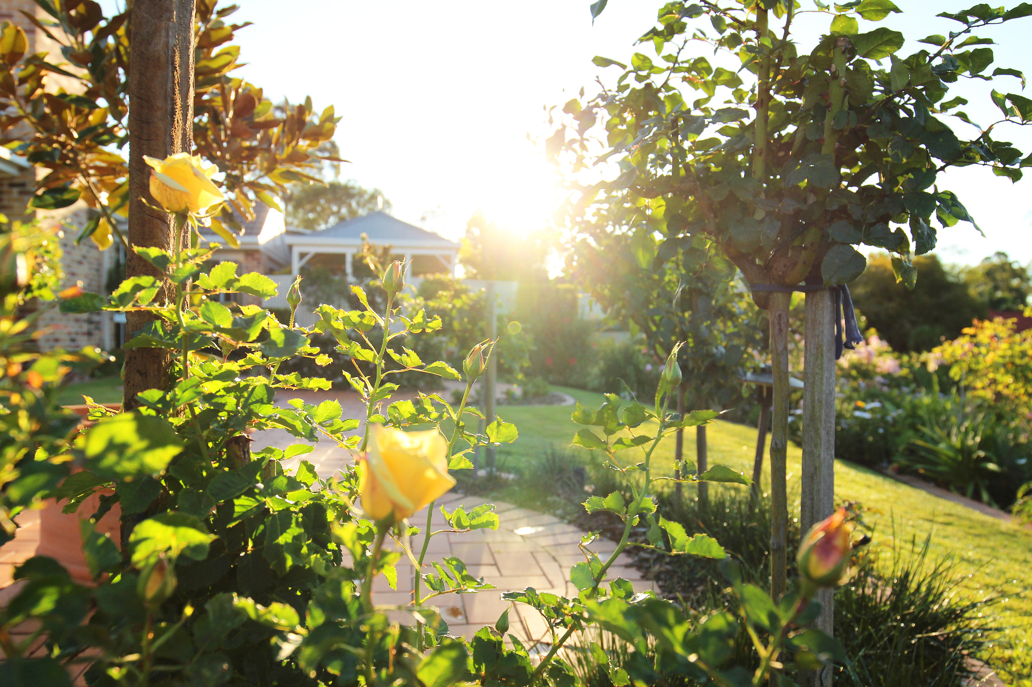 Canon EOS 600D (Rebel EOS T3i / EOS Kiss X5) + Canon EF 16-35mm F4L IS USM sample photo. Where the roses grow photography