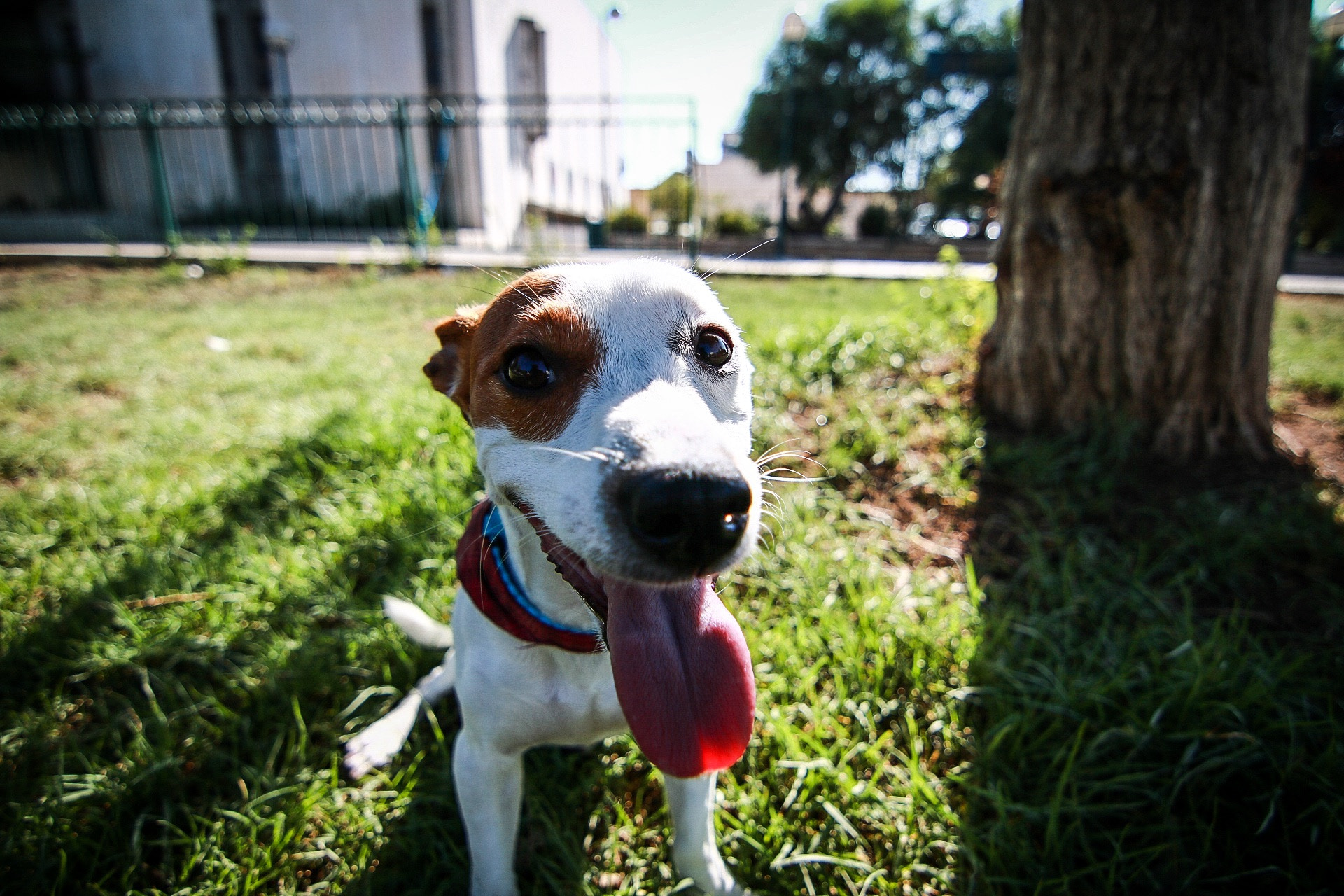 Canon EOS 750D (EOS Rebel T6i / EOS Kiss X8i) sample photo. I love this little fellow photography